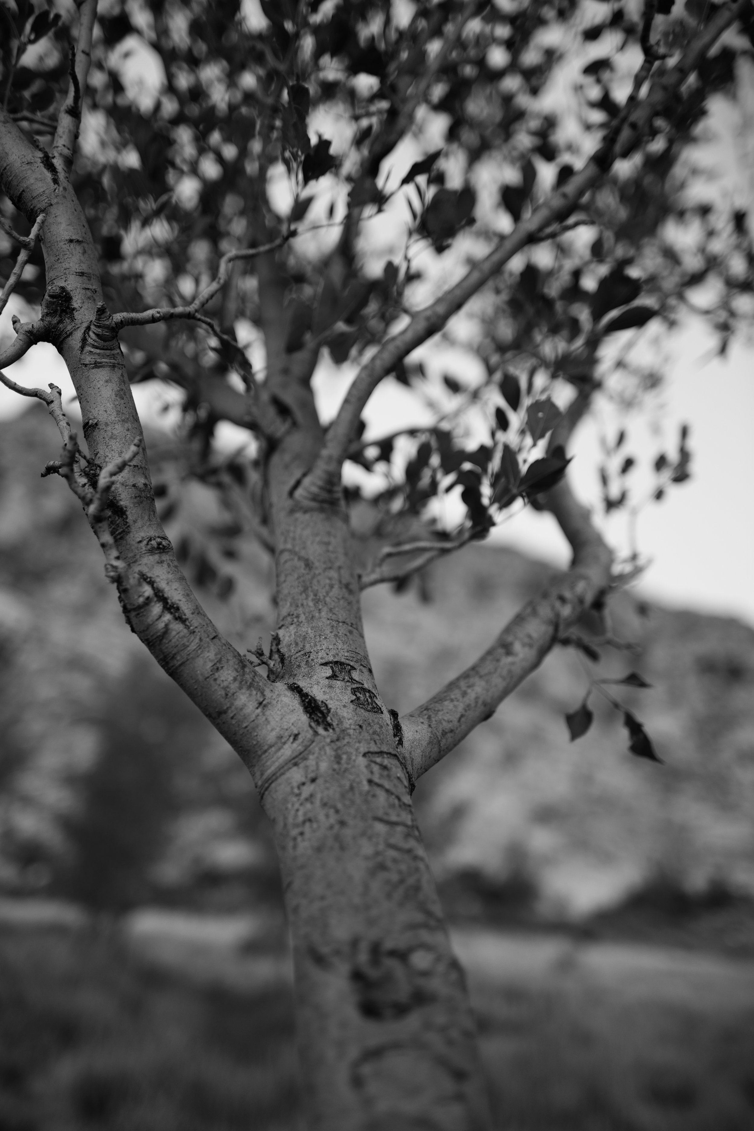 L1001951.JPG