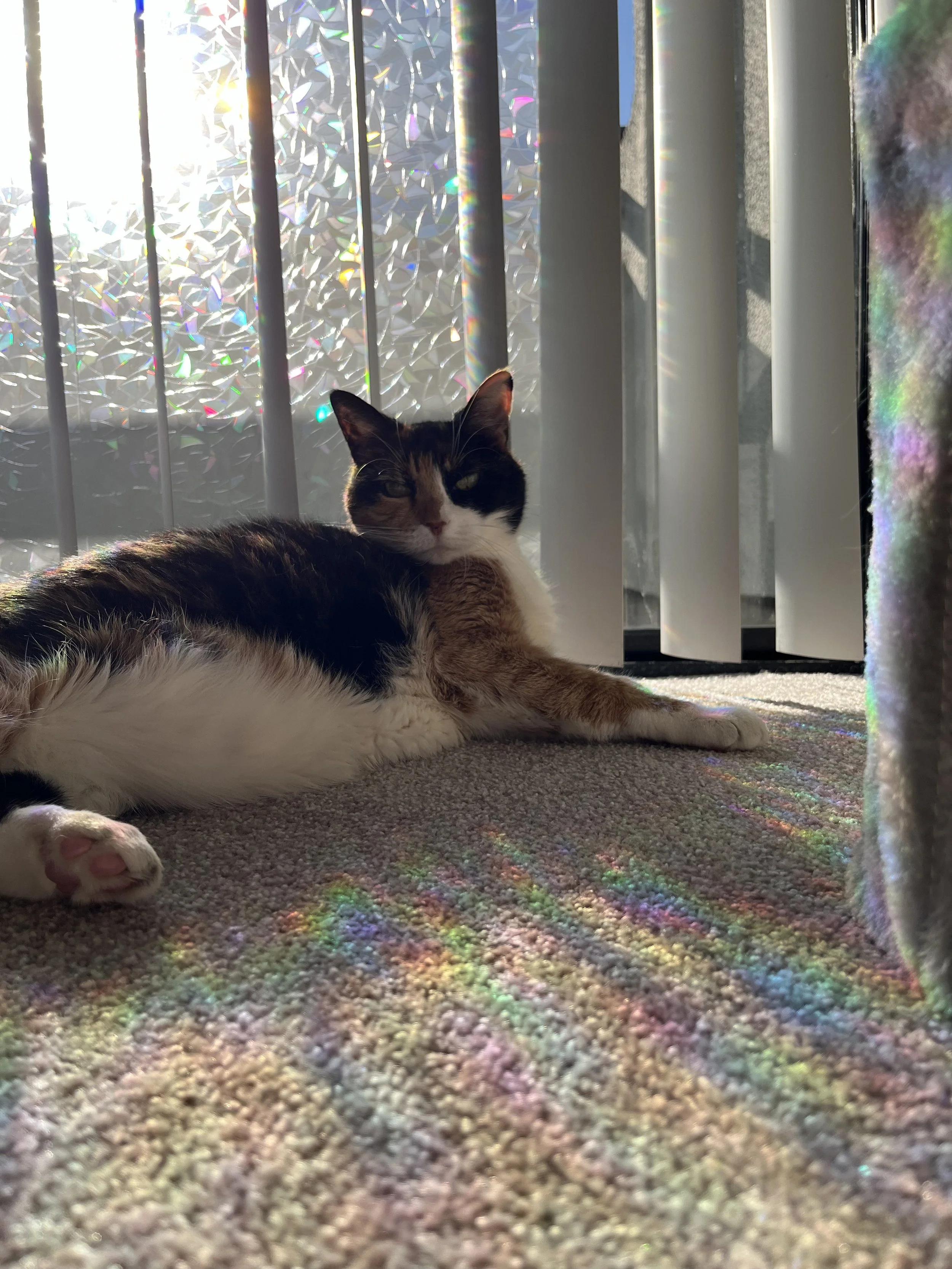 Life Coach Jennifer Aw's pet cat