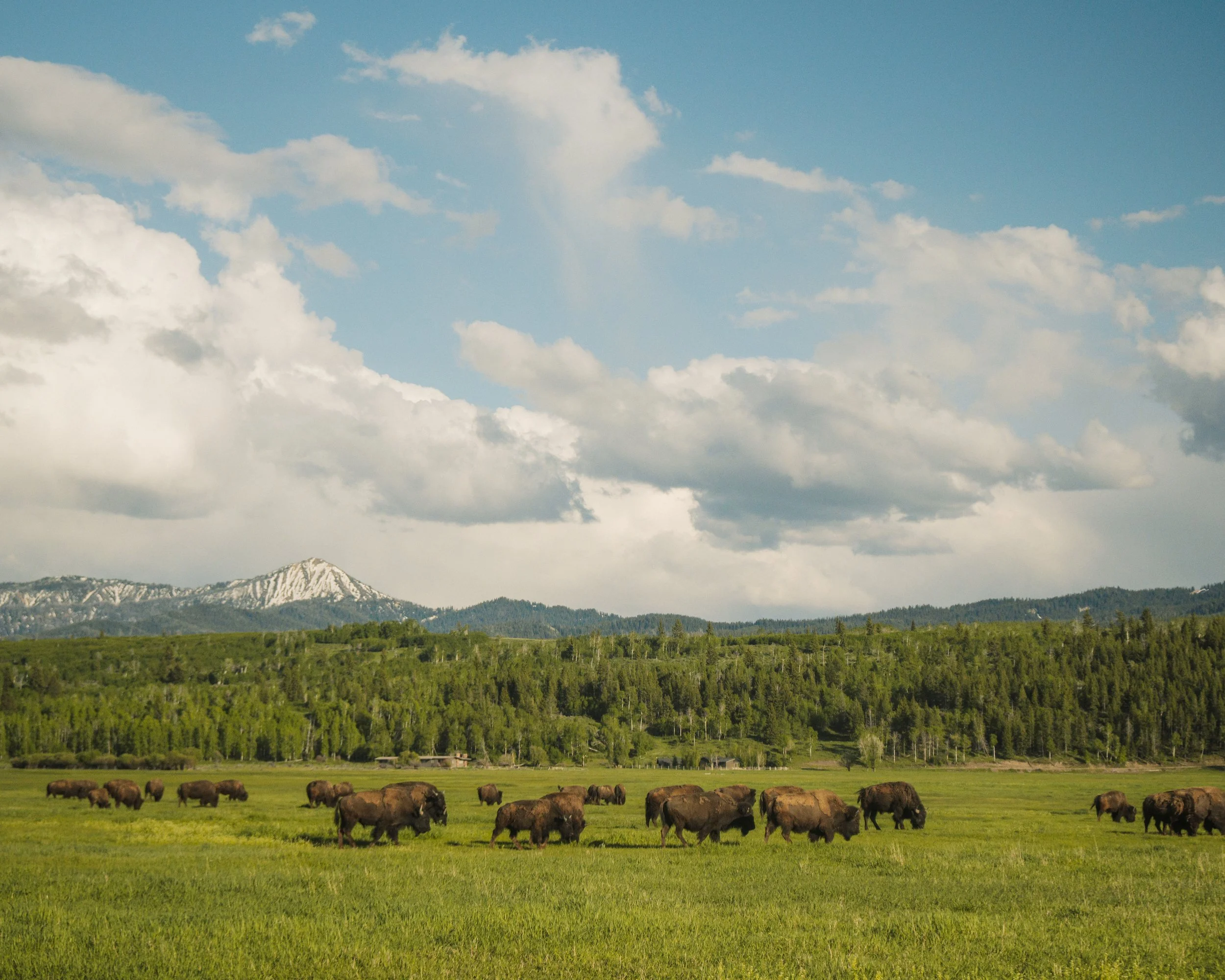 More Bison, Grand Teton National Park