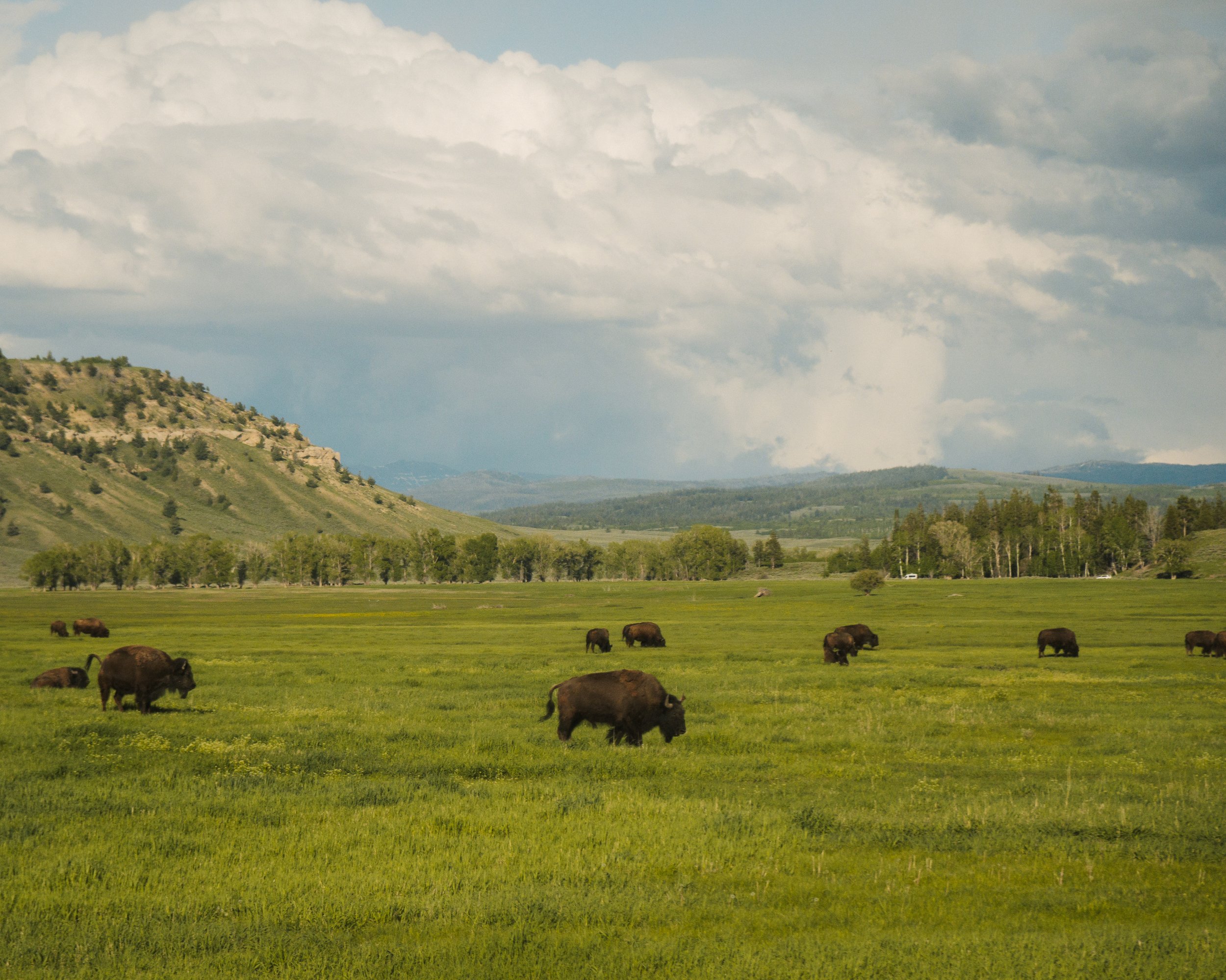 Bison, Grand Teton National Park