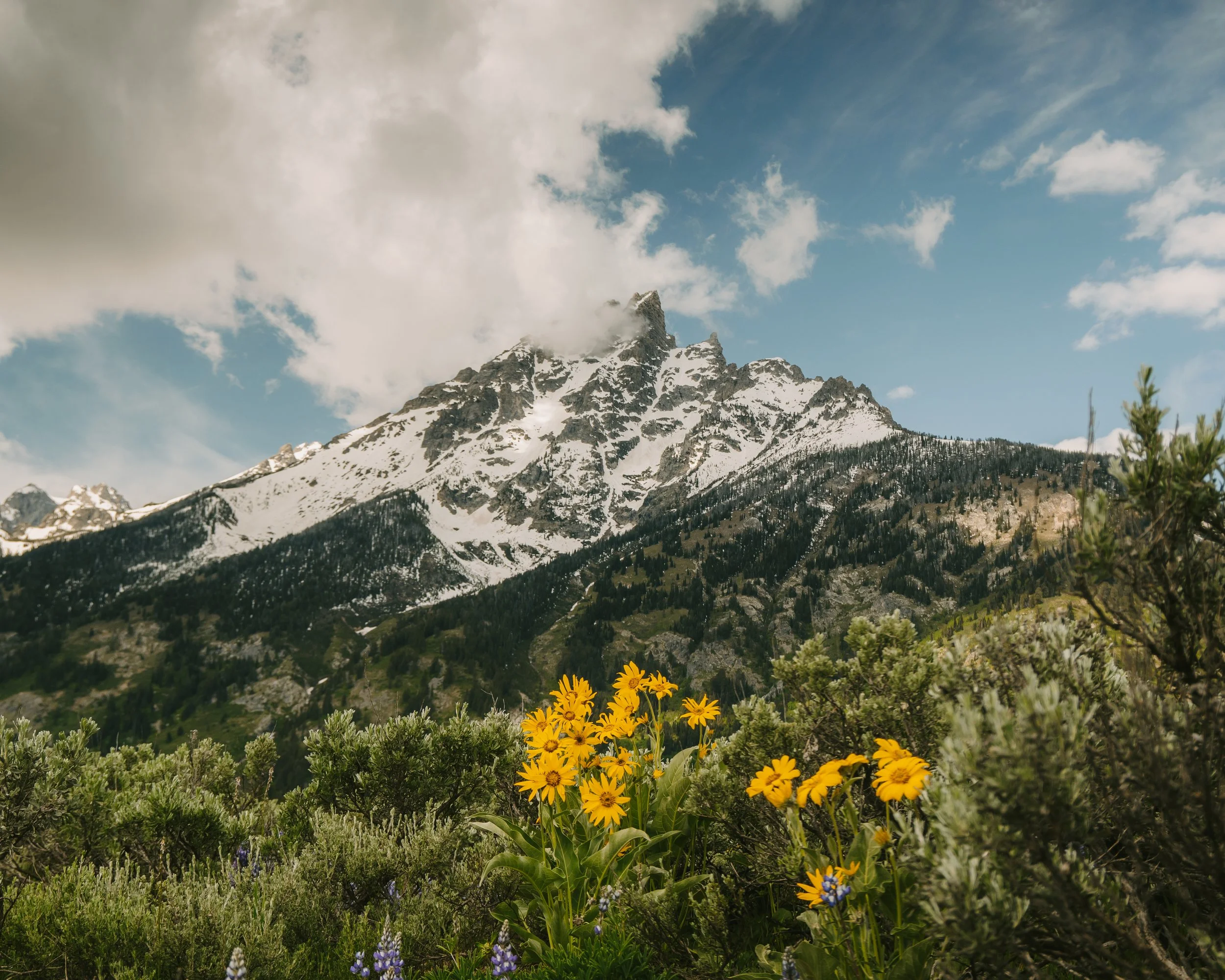 The Grand Teton and Flowers, Grand Teton National Park