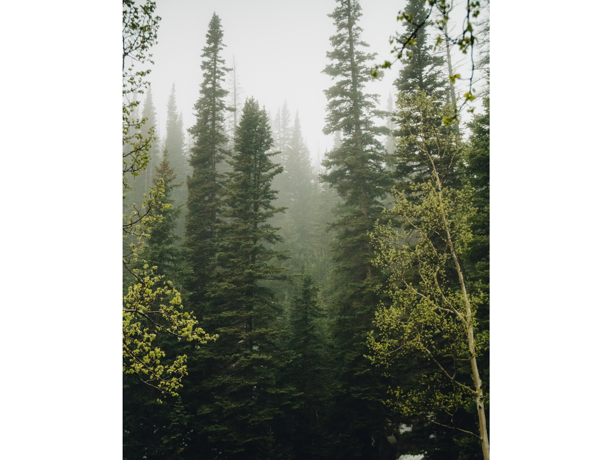 Winter Trees, Rocky Mountain National Park