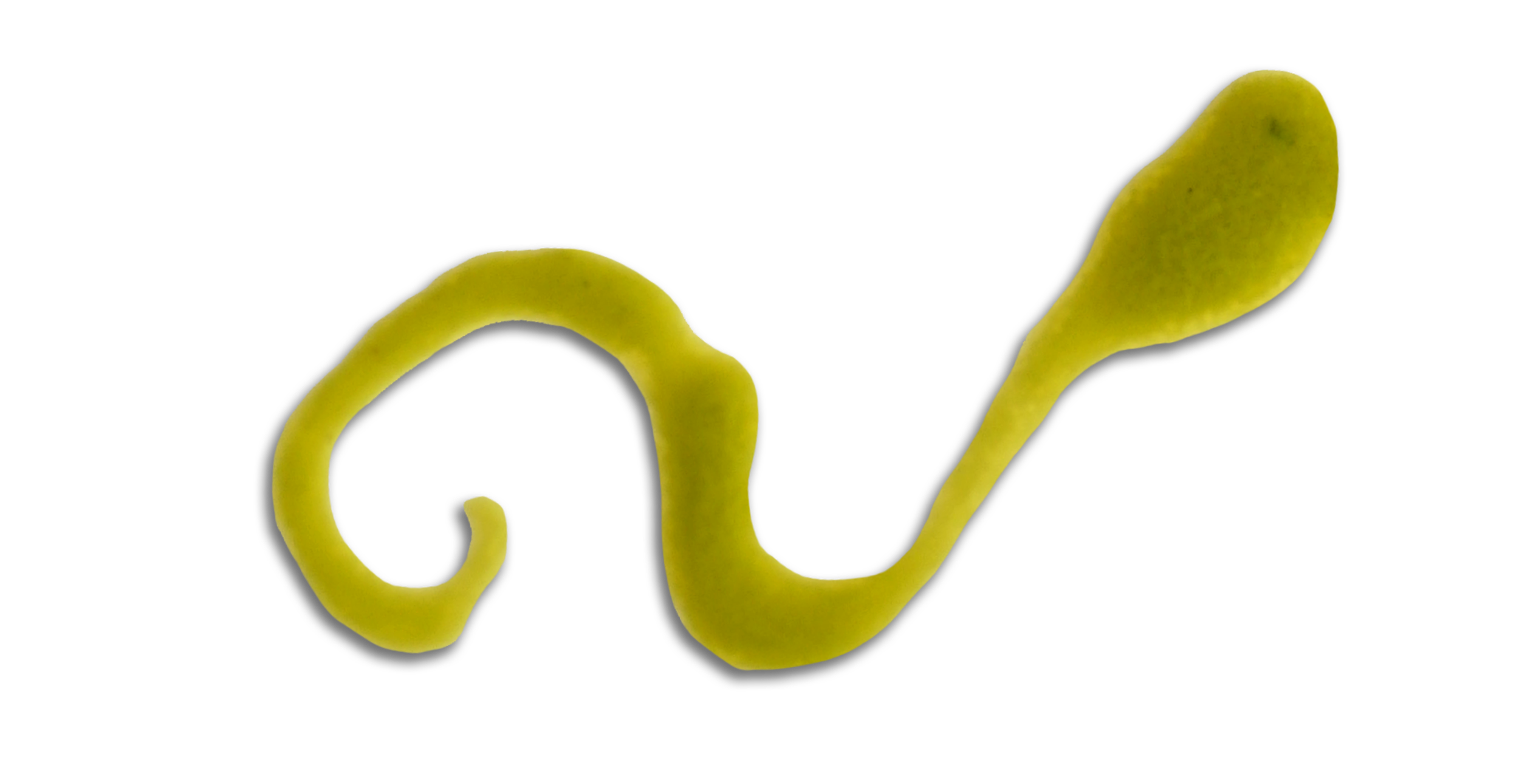 Basil Bliss_Drizzle_Cutout_1.png