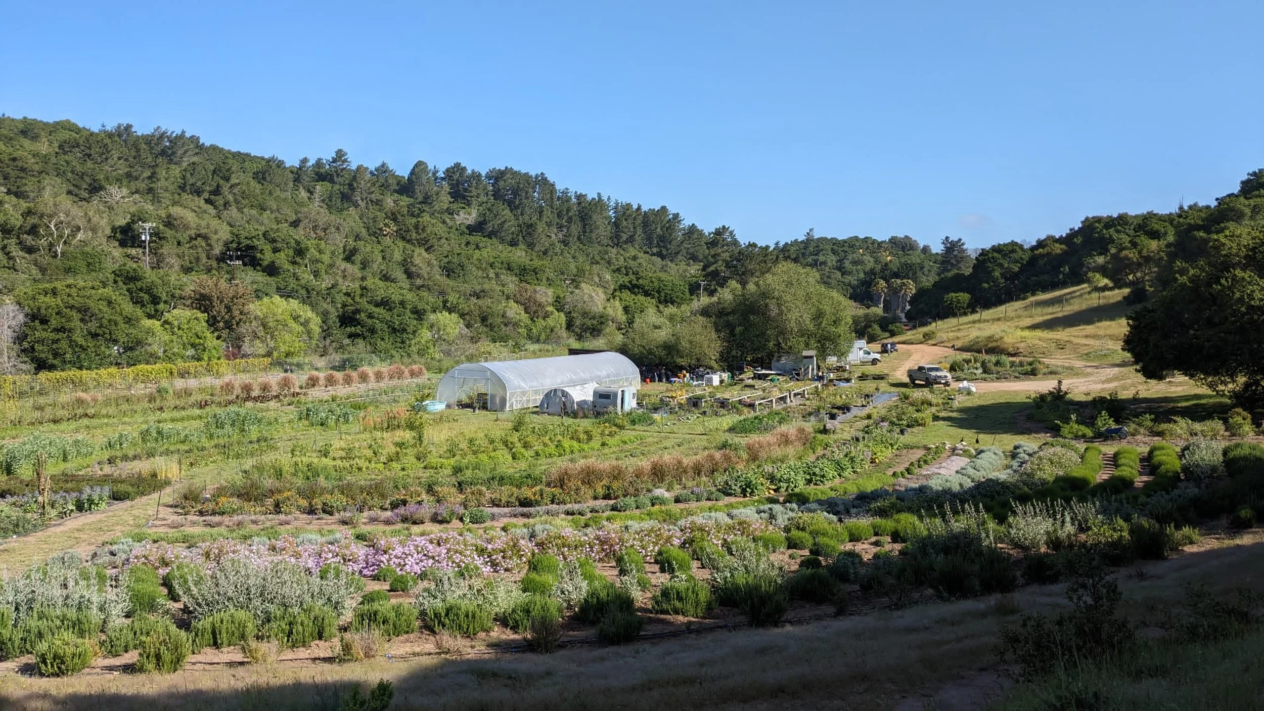 Kam Blossoms Farm.jpg