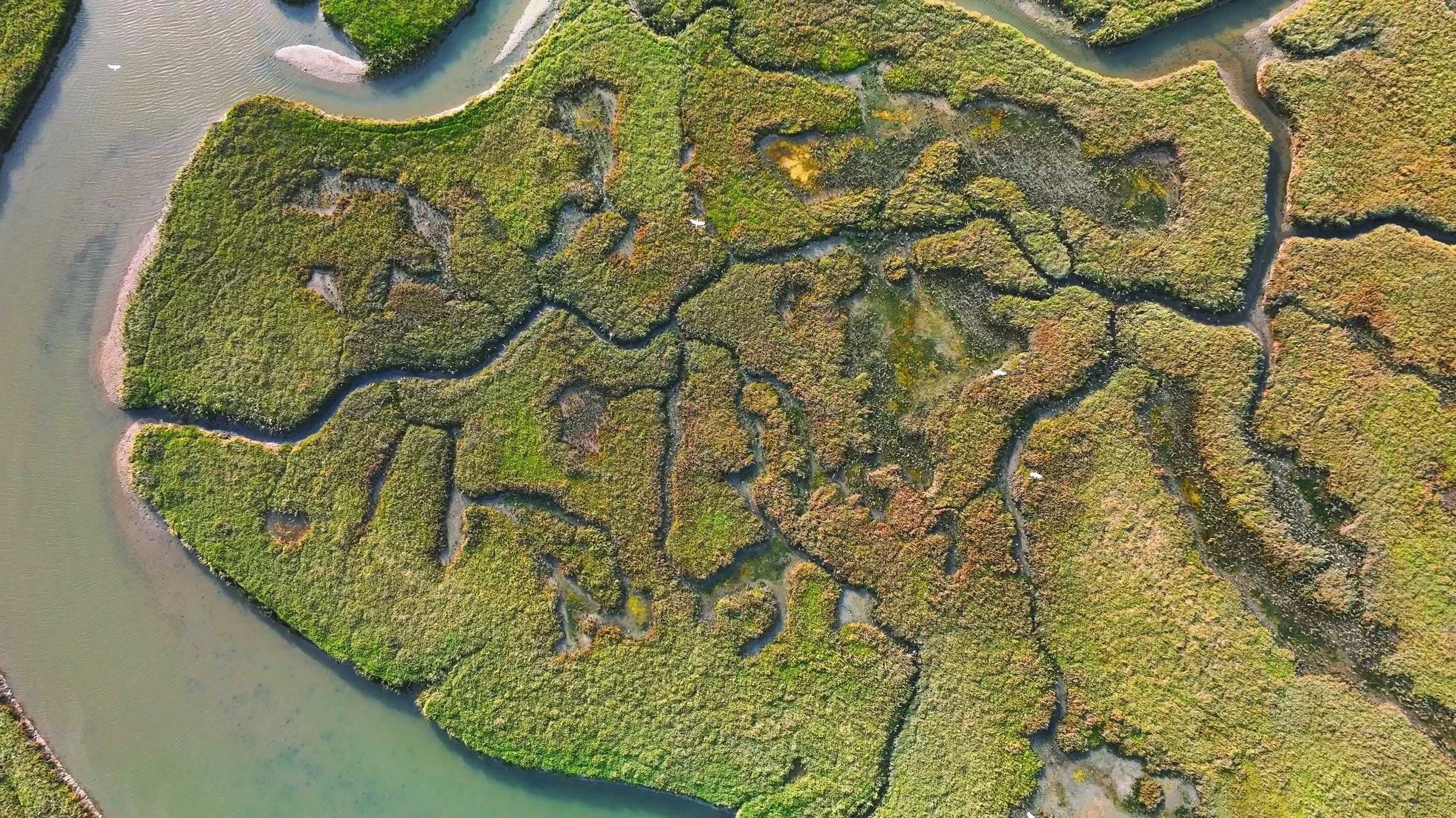 Marsh.jpg