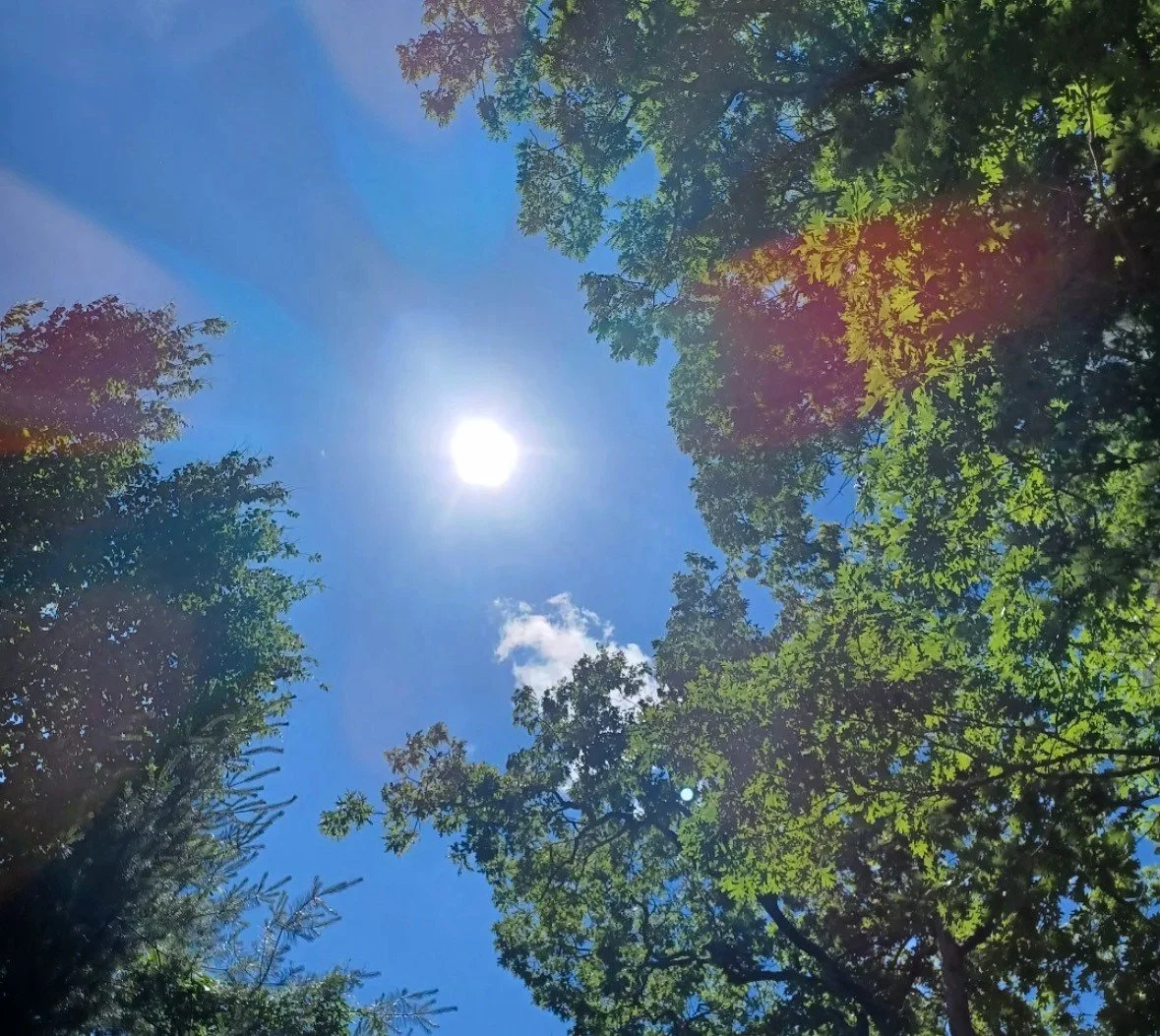 Forest Sky 1 - Cleared Digital Artwork