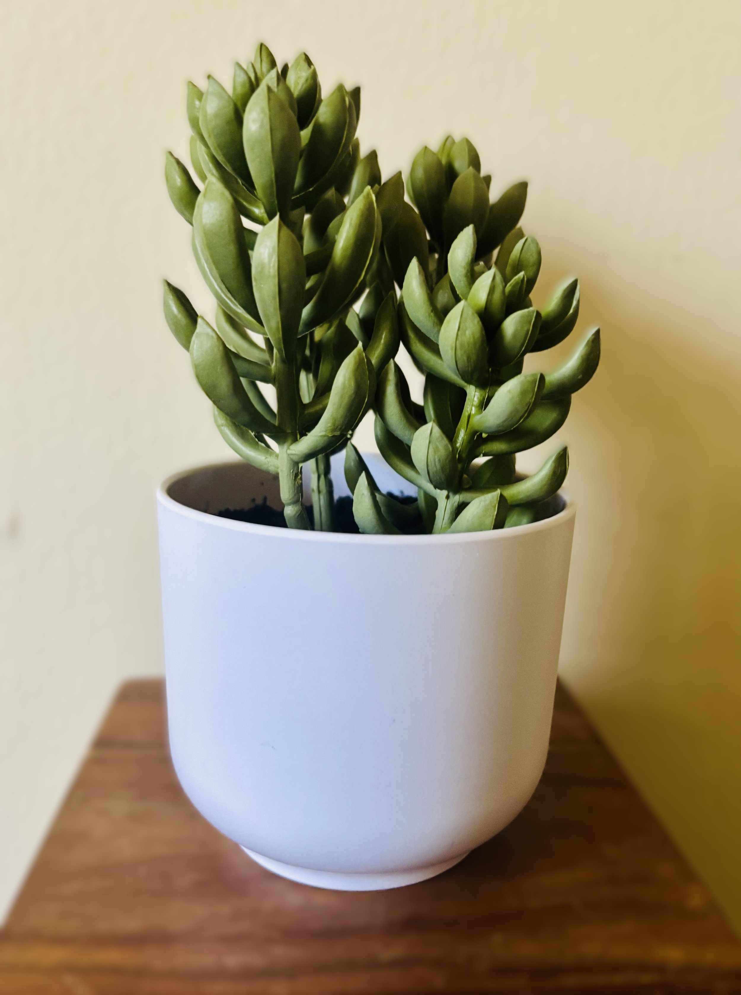 Plant 2