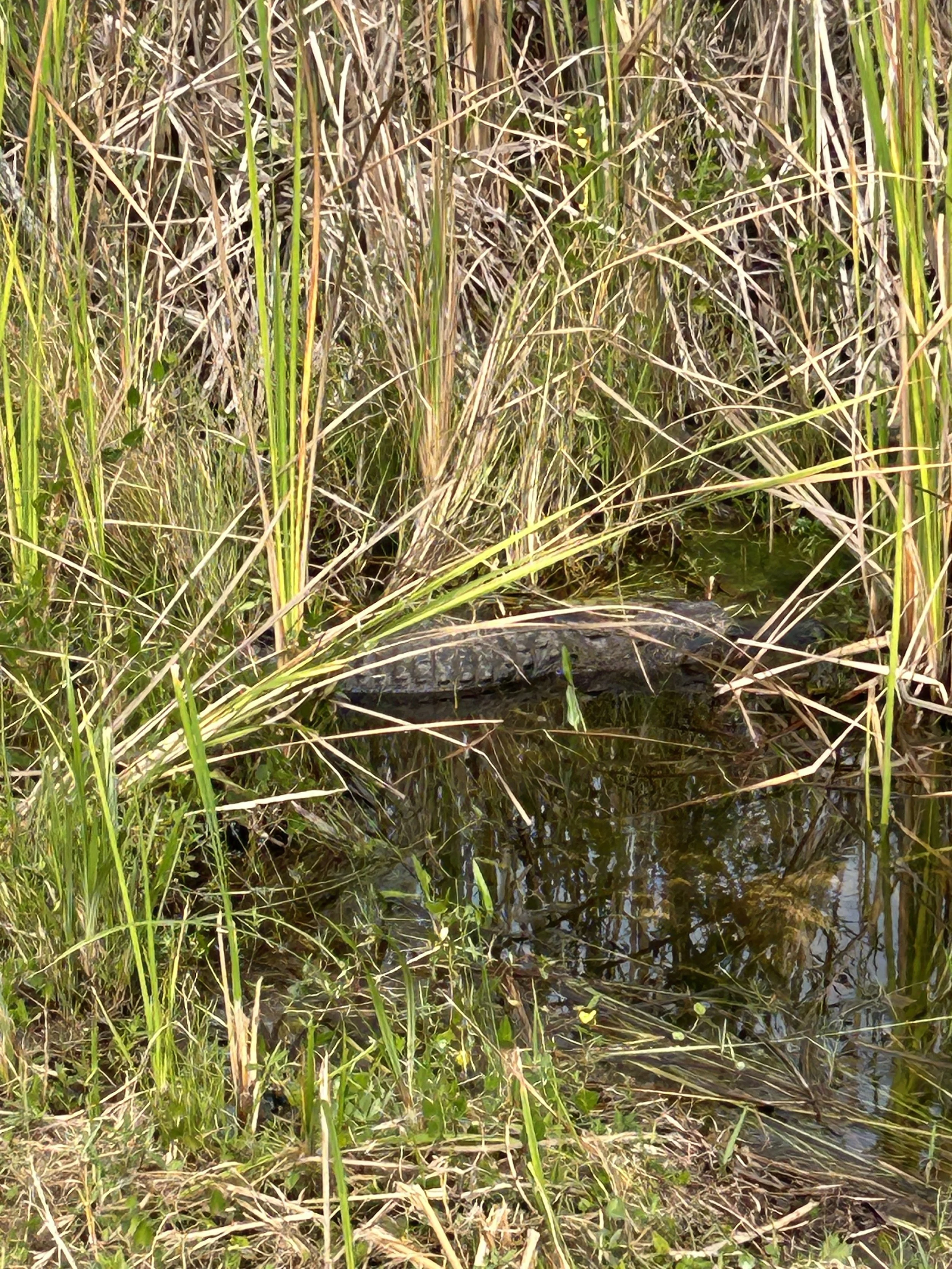 IMG_6890.jpg
