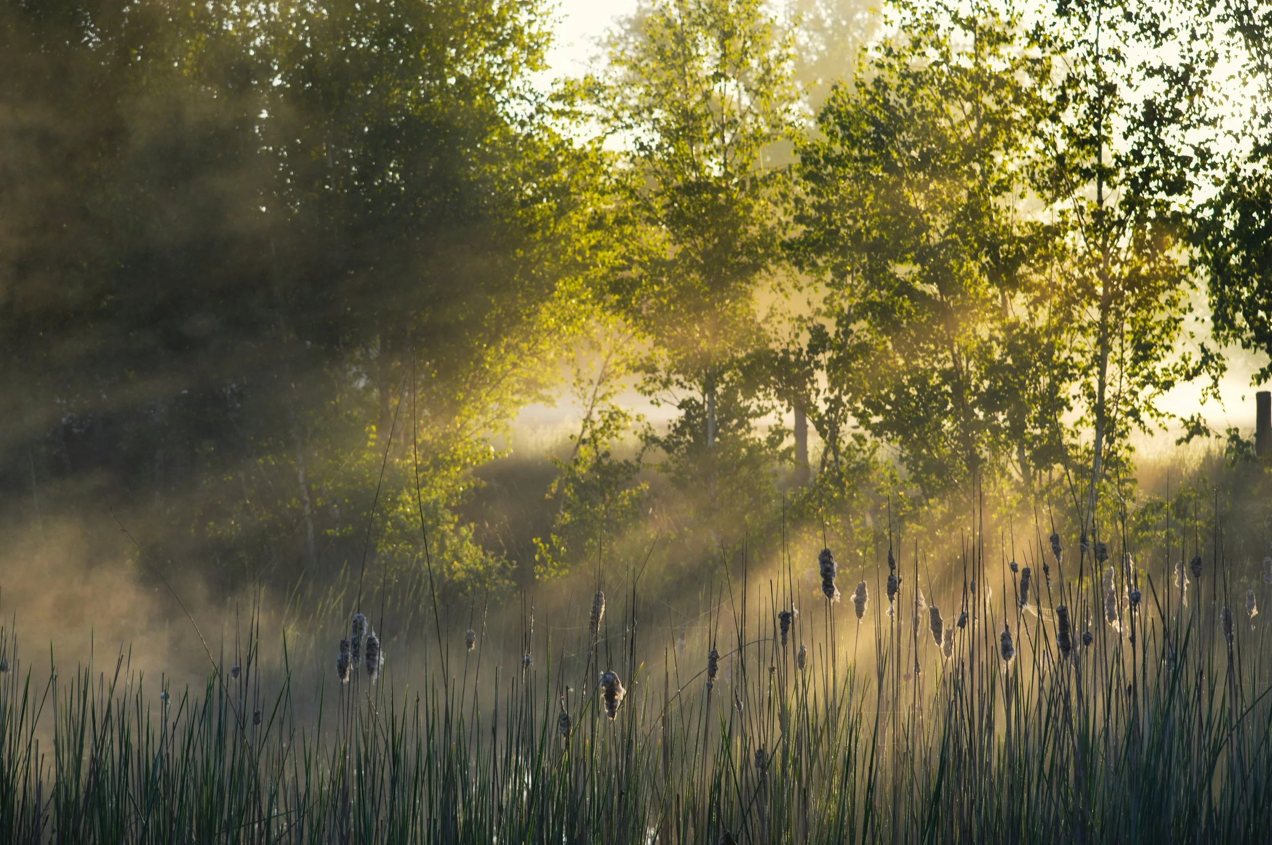 Early morning sunlight shining through trees onto a foggy wetland with tall grass and cattails.