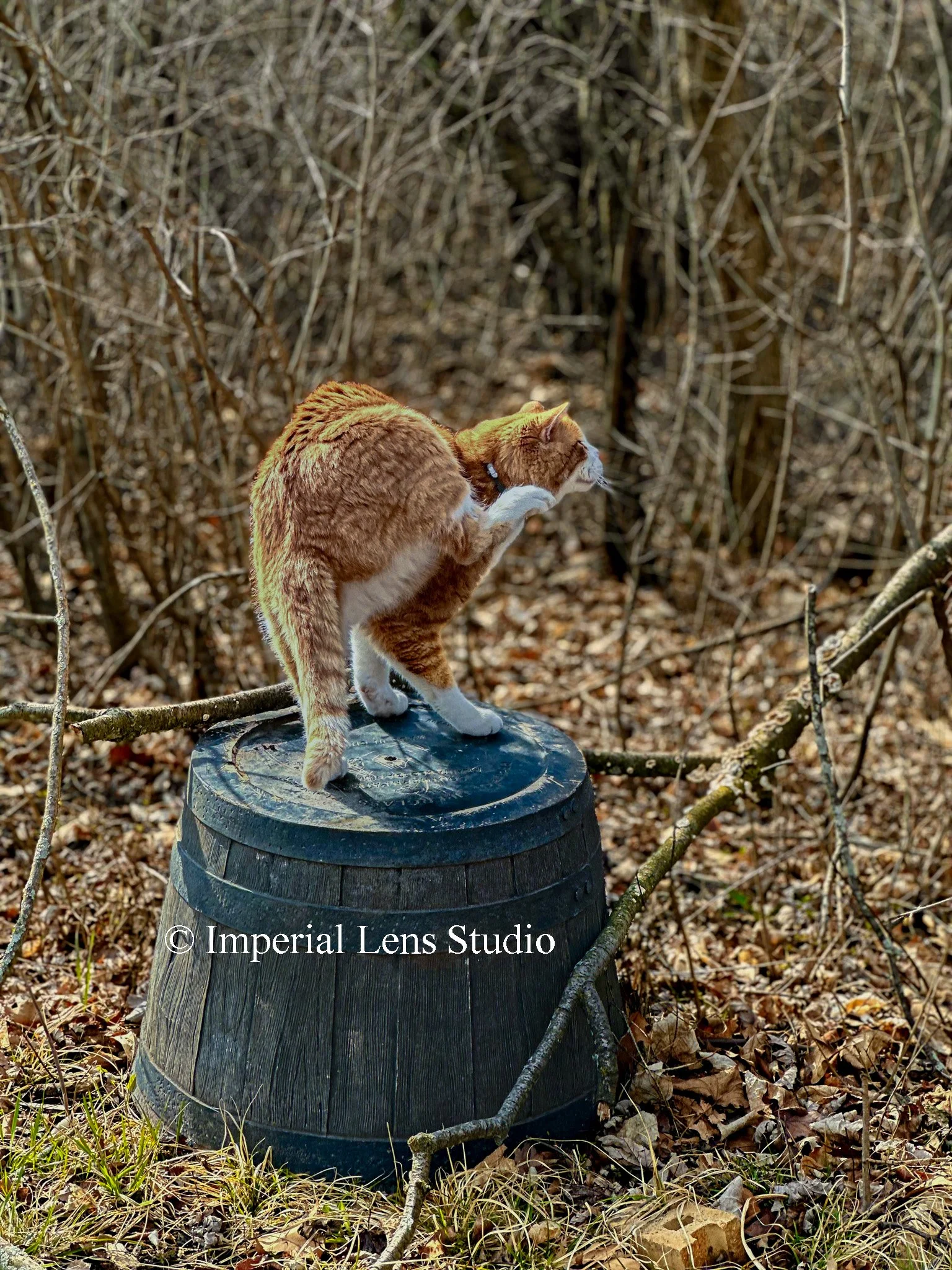 Wildlife Metal Prints