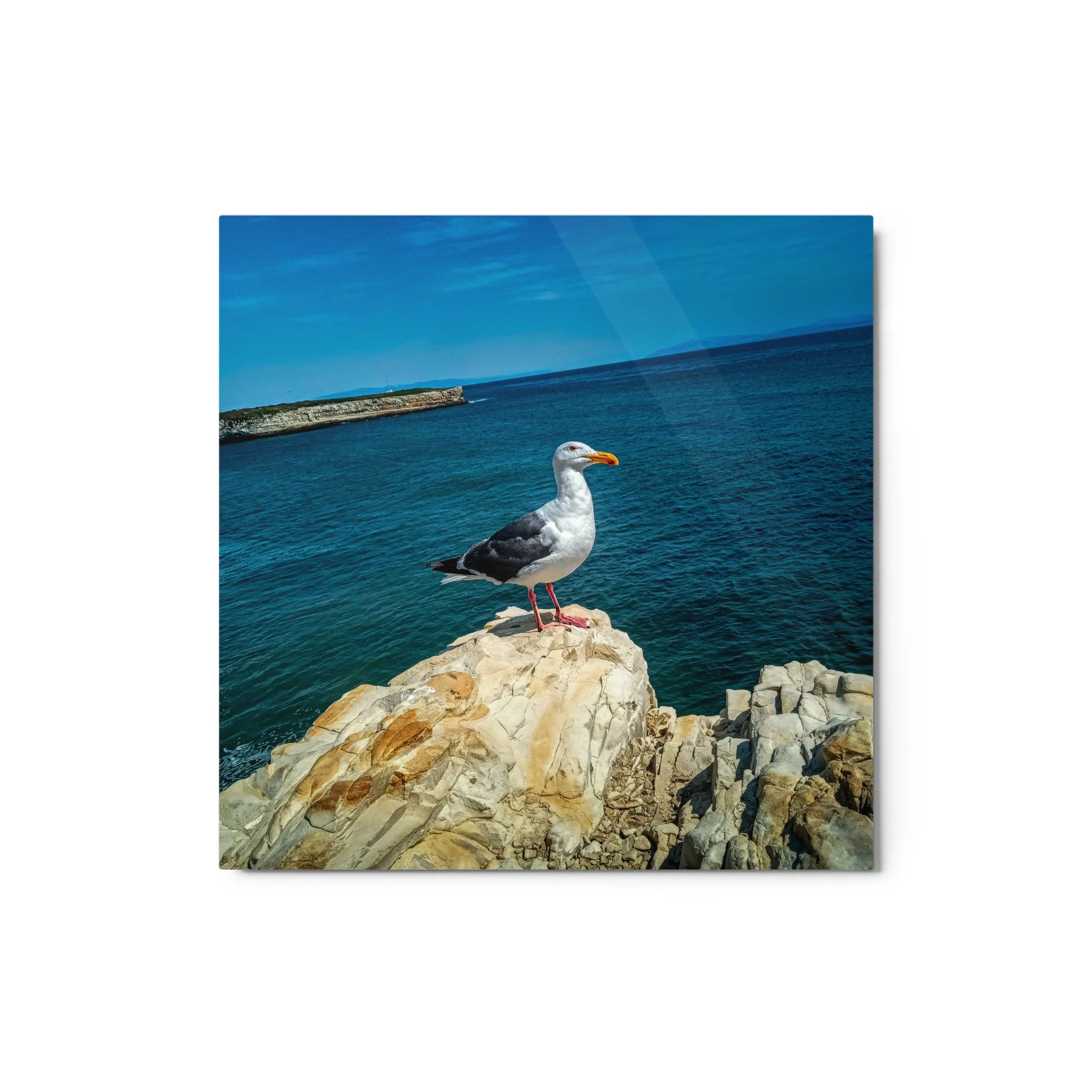 glossy-metal-print-(in)-white-12x12-front-6817aa19e3840.jpg