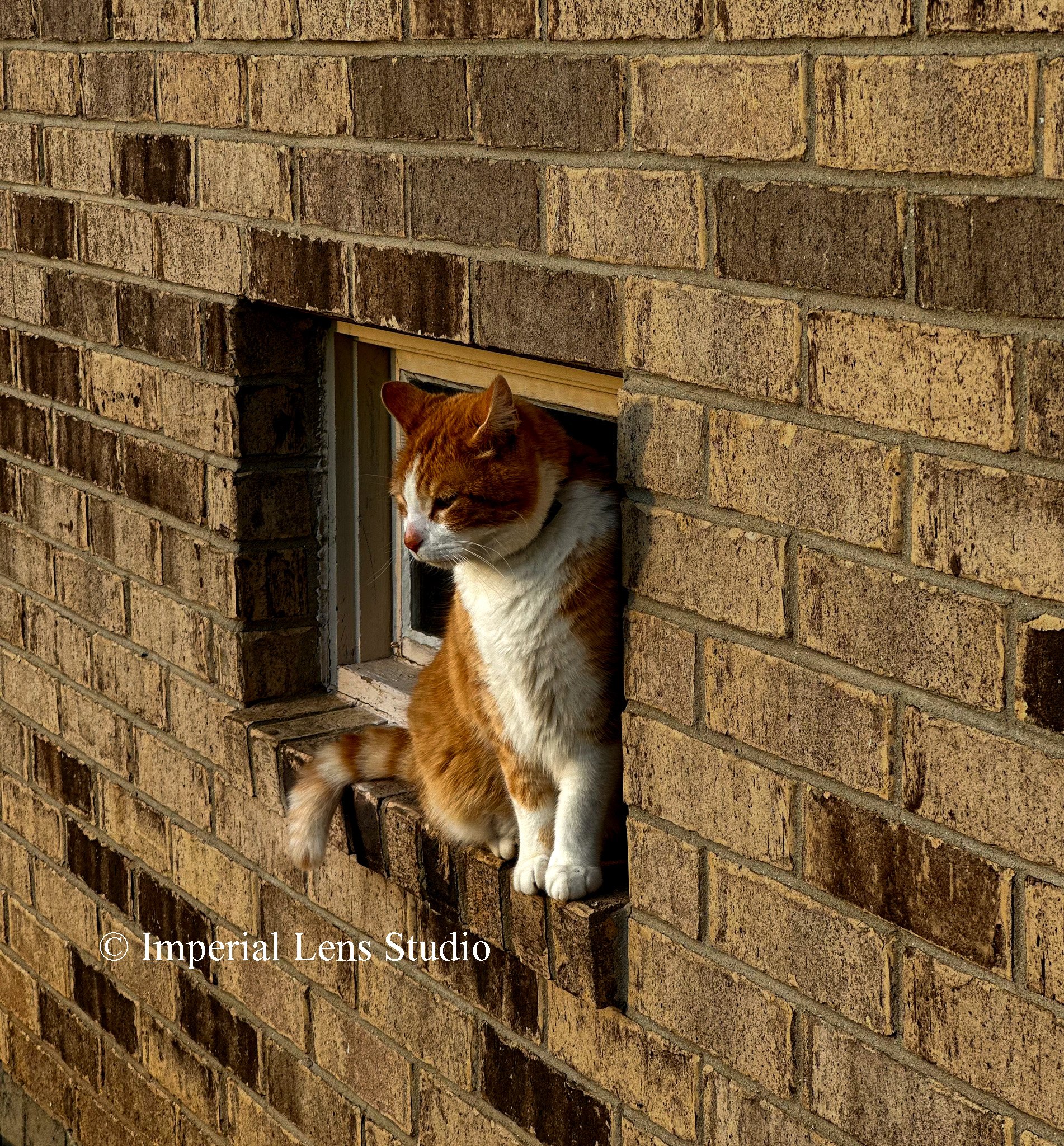 Wildlife Metal Prints