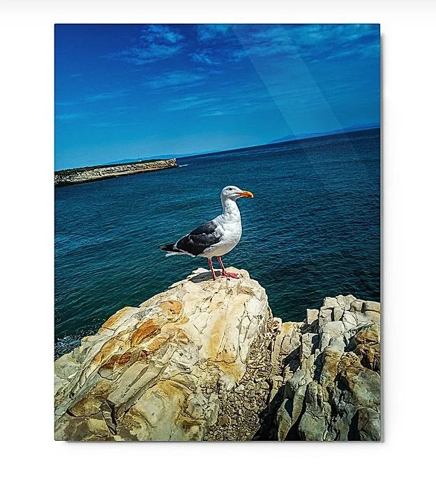 Seagull perched on a rocky cliff overlooking the ocean under a blue sky.