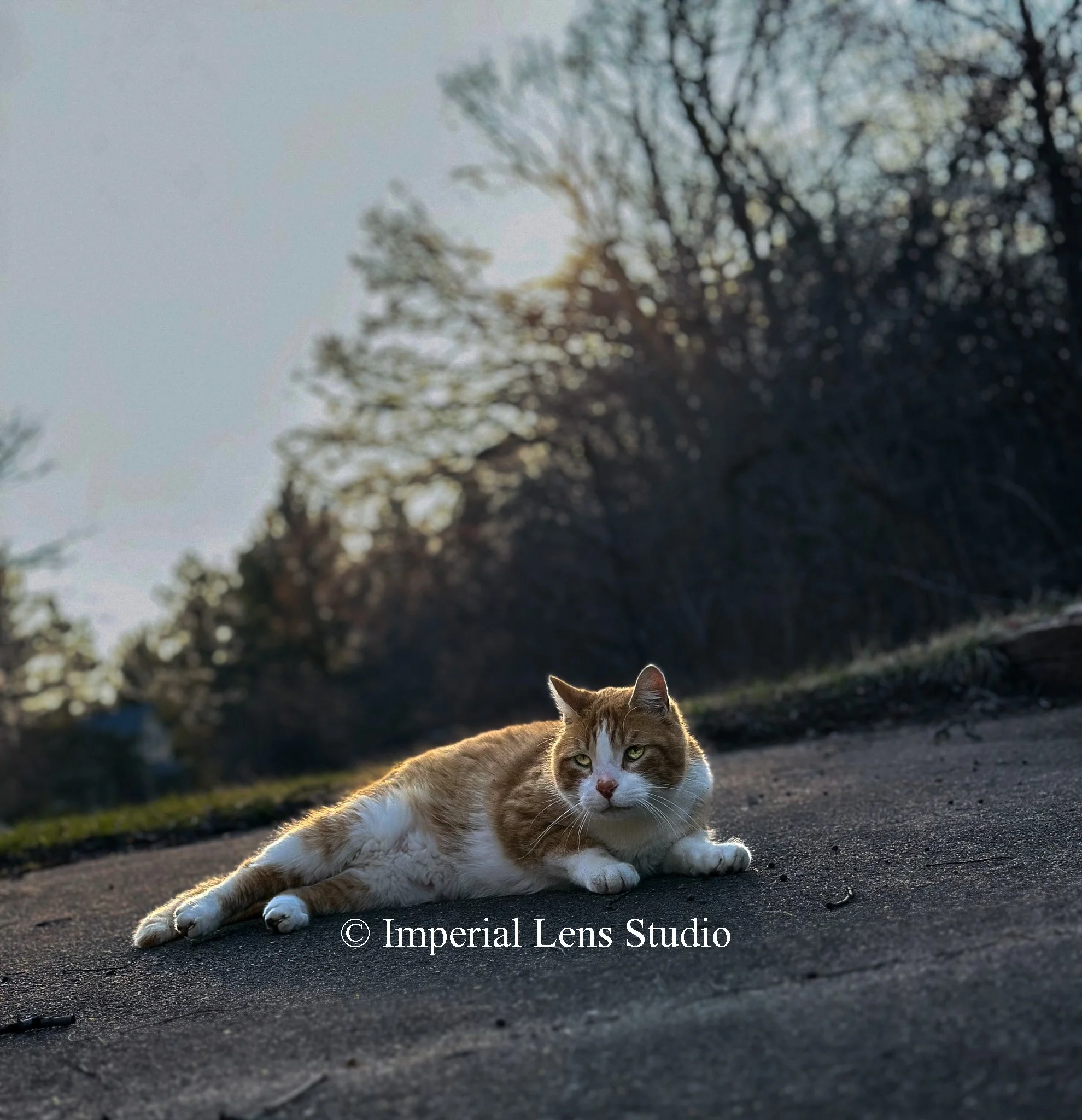 Wildlife Metal Prints