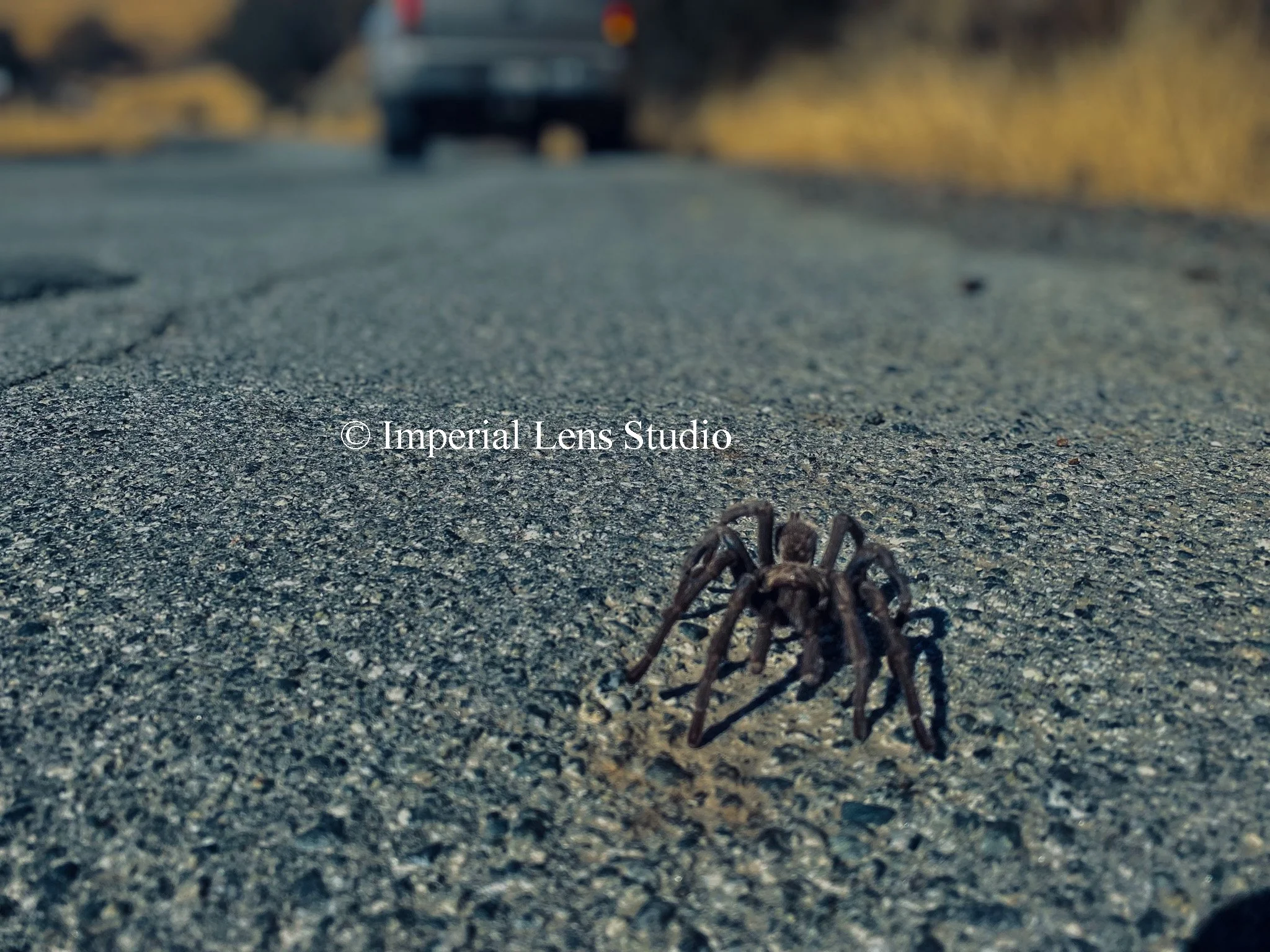 Digital Wildlife Photo
