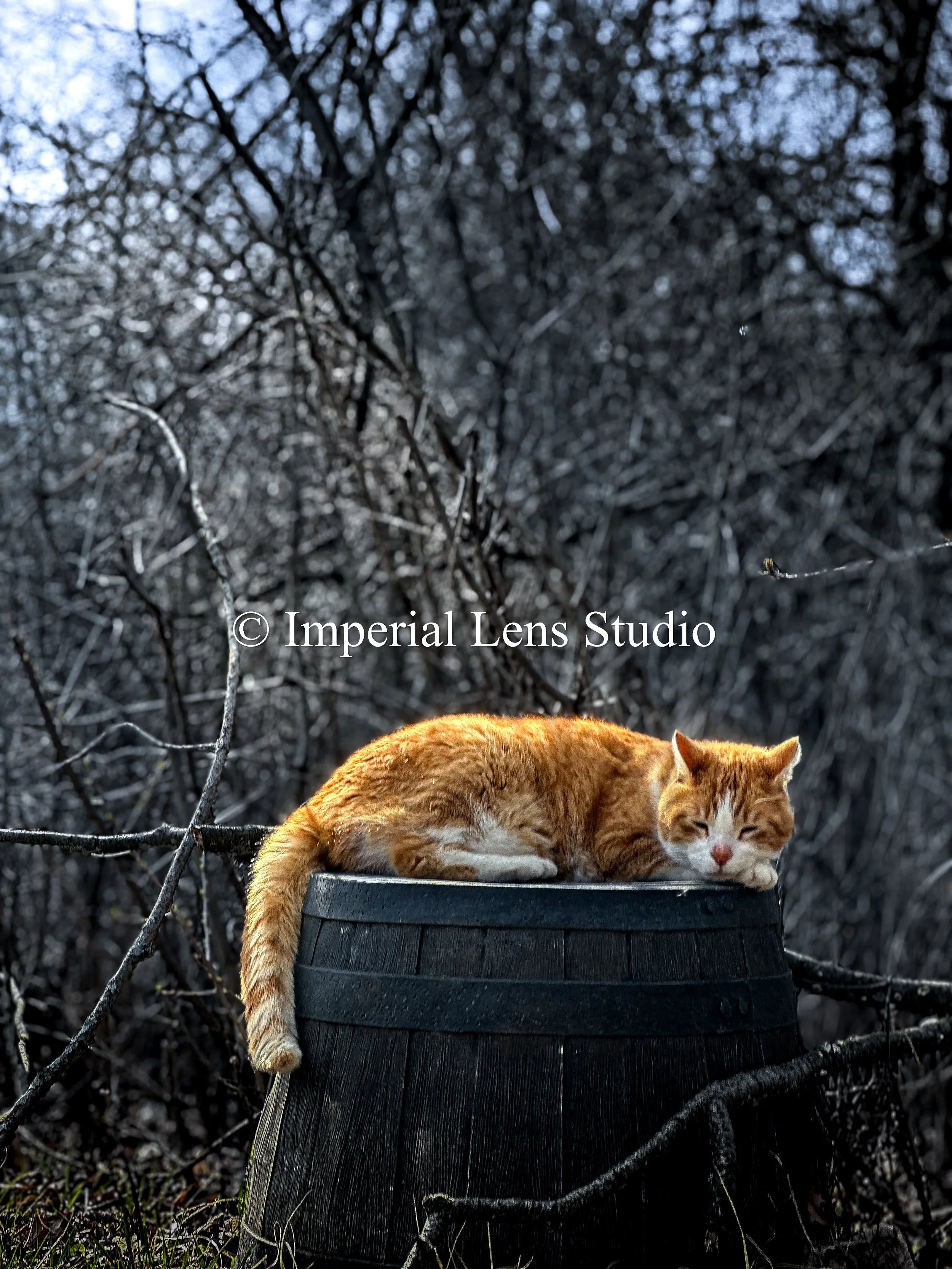 Wildlife Metal Prints