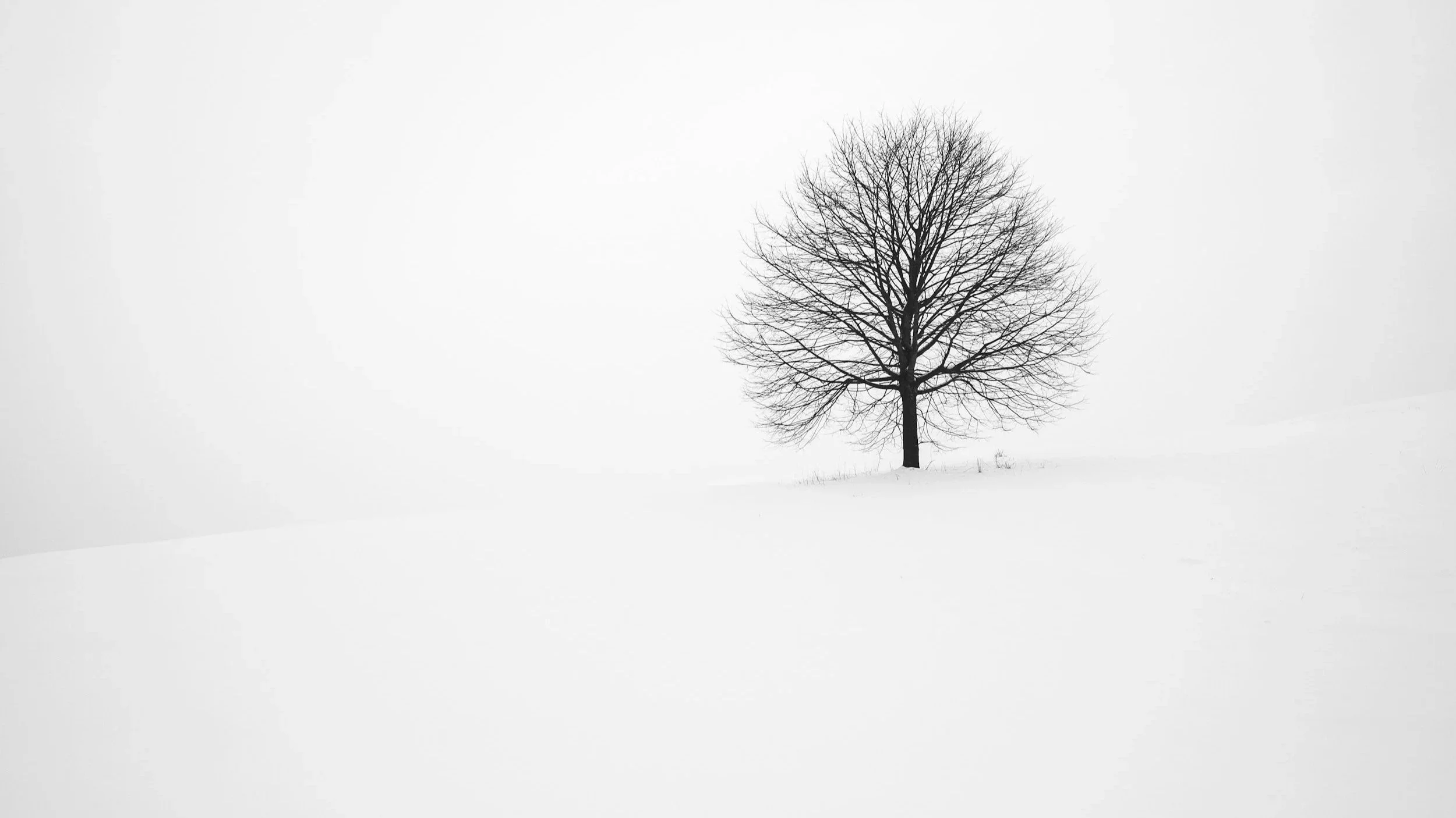 How much to water trees in the winter