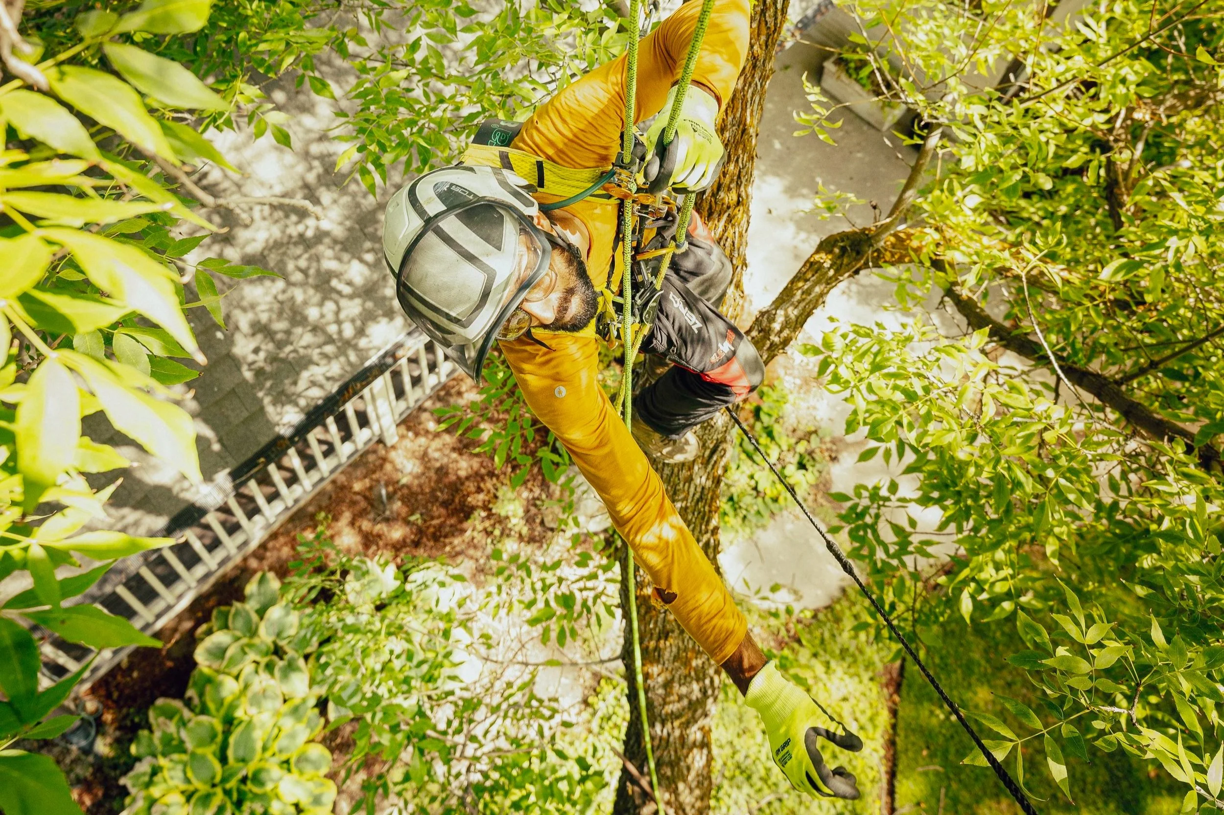 Summer tree care tips