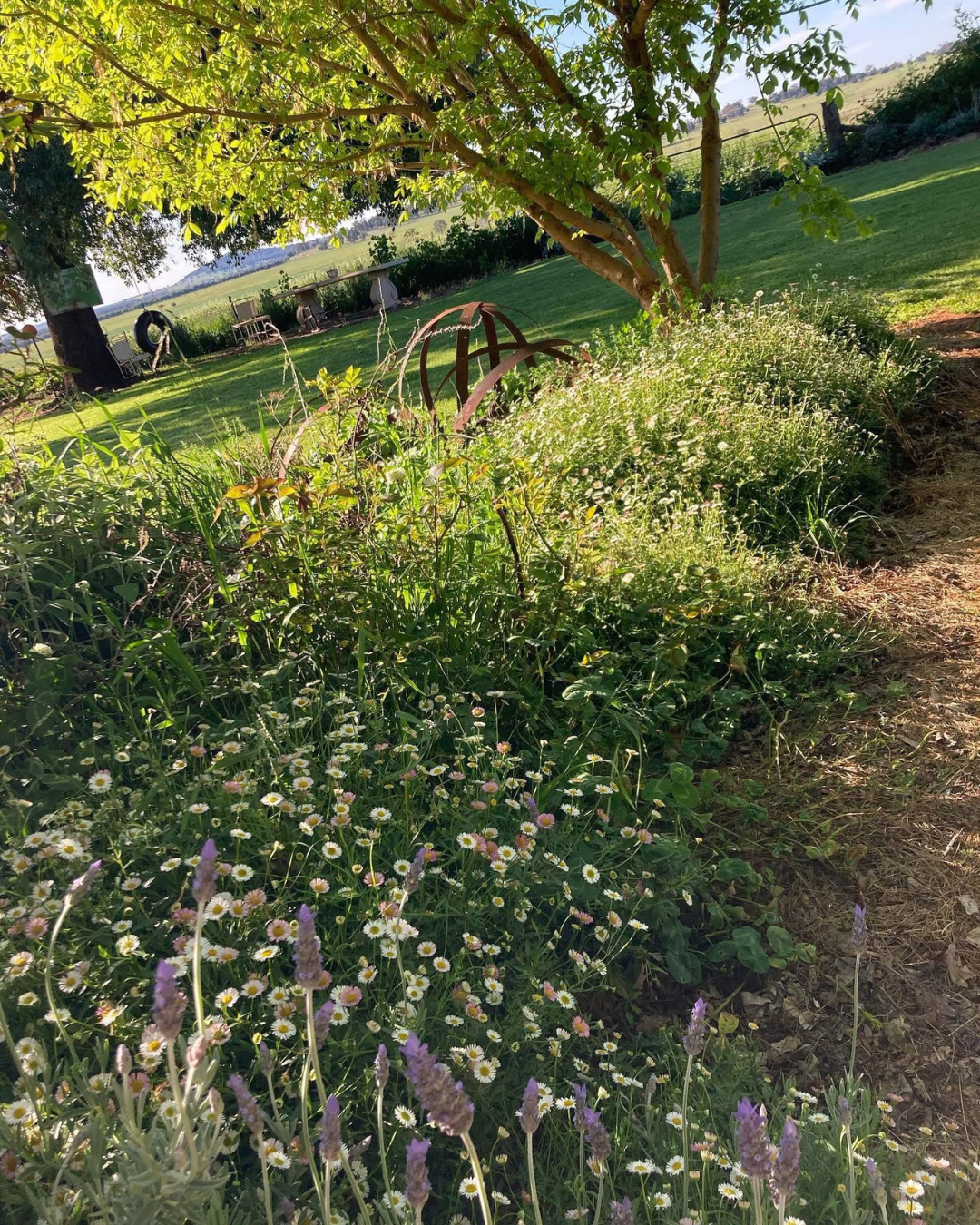Sunlit garden with a tree, wildflowers, and outdoor furniture in the background.