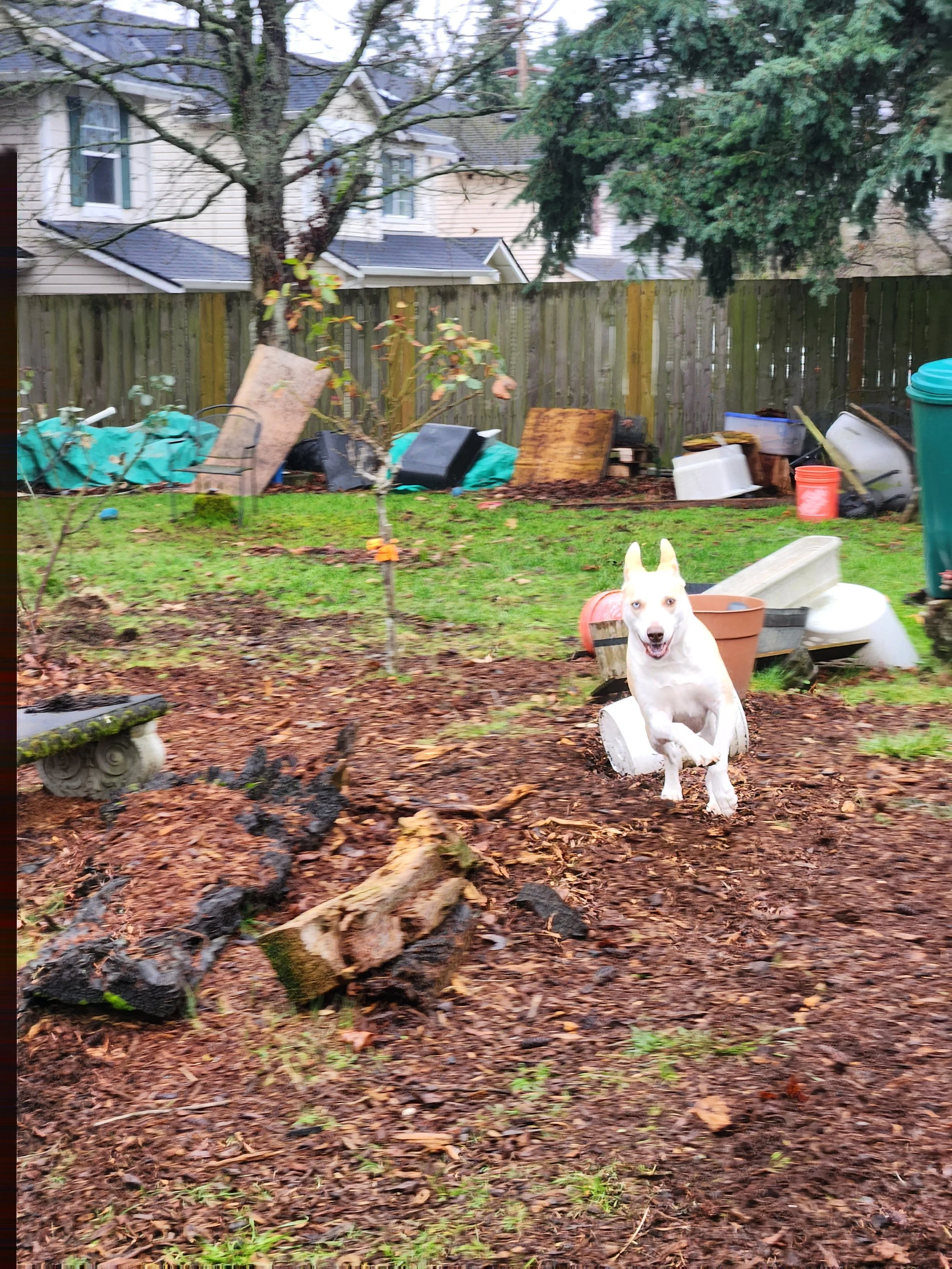 A backyard scene with a dog sitting on the ground, various gardening tools and supplies, a wooden fence, trees, and parts of neighboring houses visible in the background.