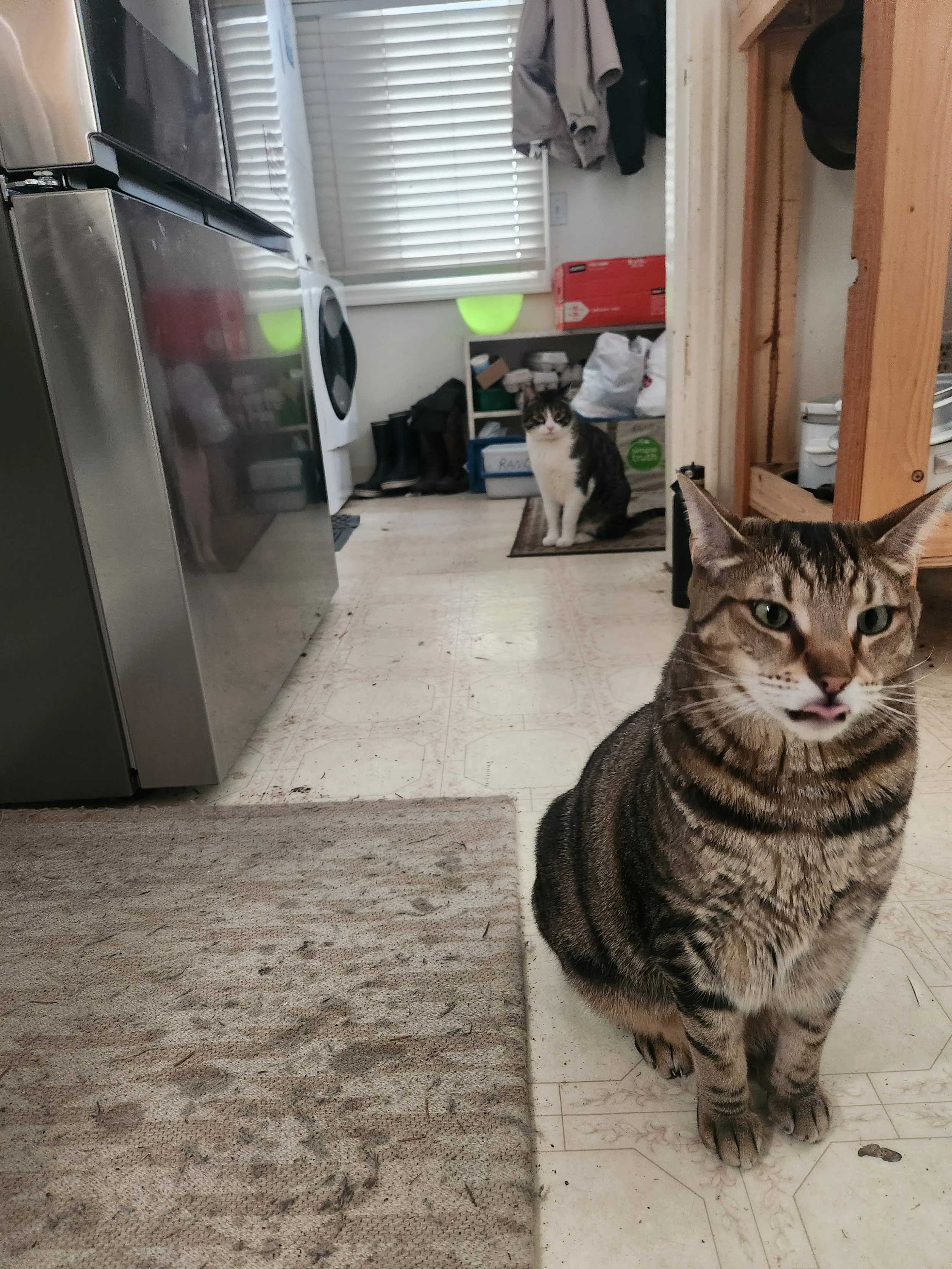 A tabby cat with green eyes sitting in a cluttered room, with another cat partially visible in the foreground. The room has a washing machine, shelves with various items, and a window with blinds.