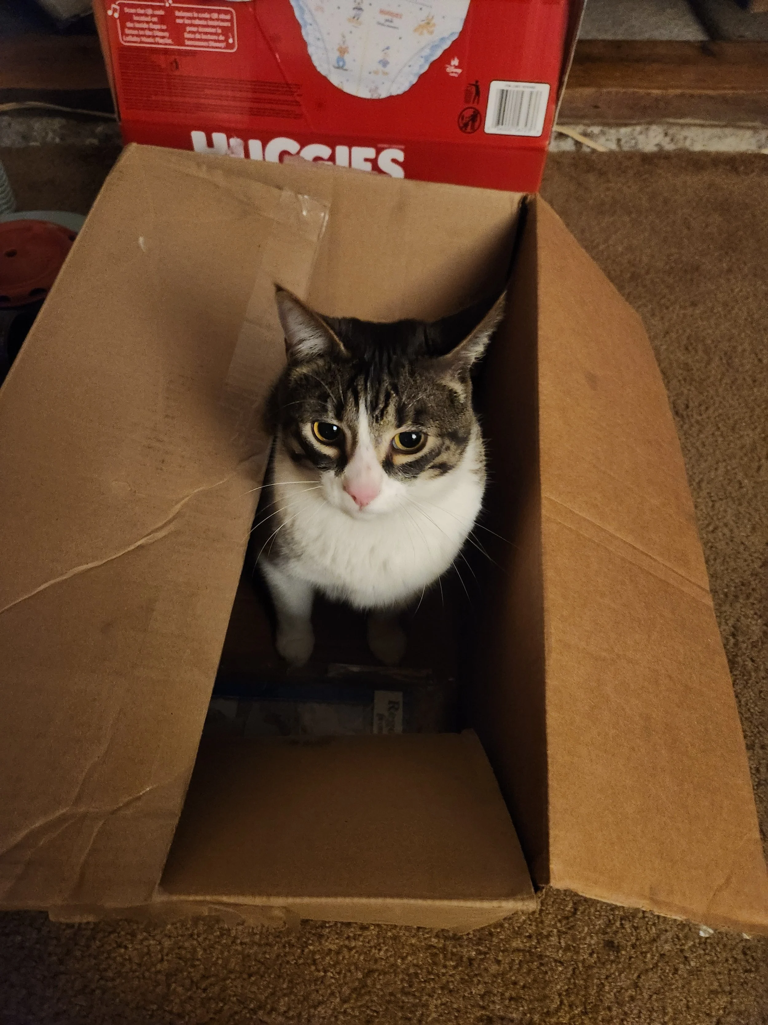 A tabby and white cat sitting inside a cardboard box with part of a Huggies diaper box visible above it.