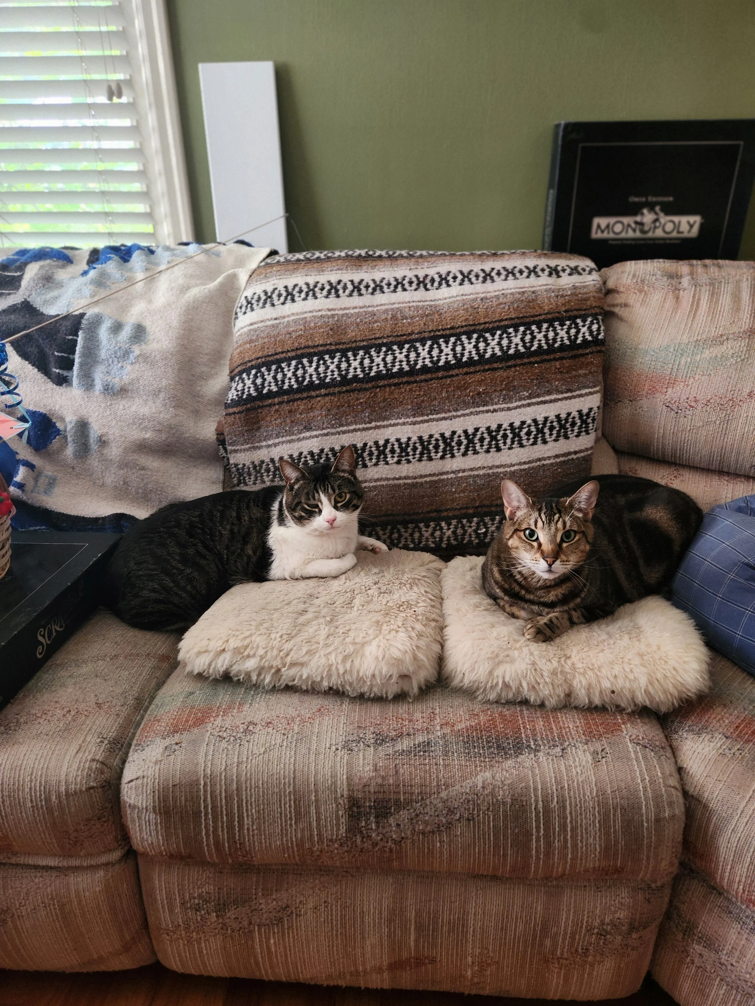 Two cats lying on a beige, cushioned sofa with beige, patterned, and striped blankets draped over the back. A window with closed blinds and a Monopoly game box are in the background.