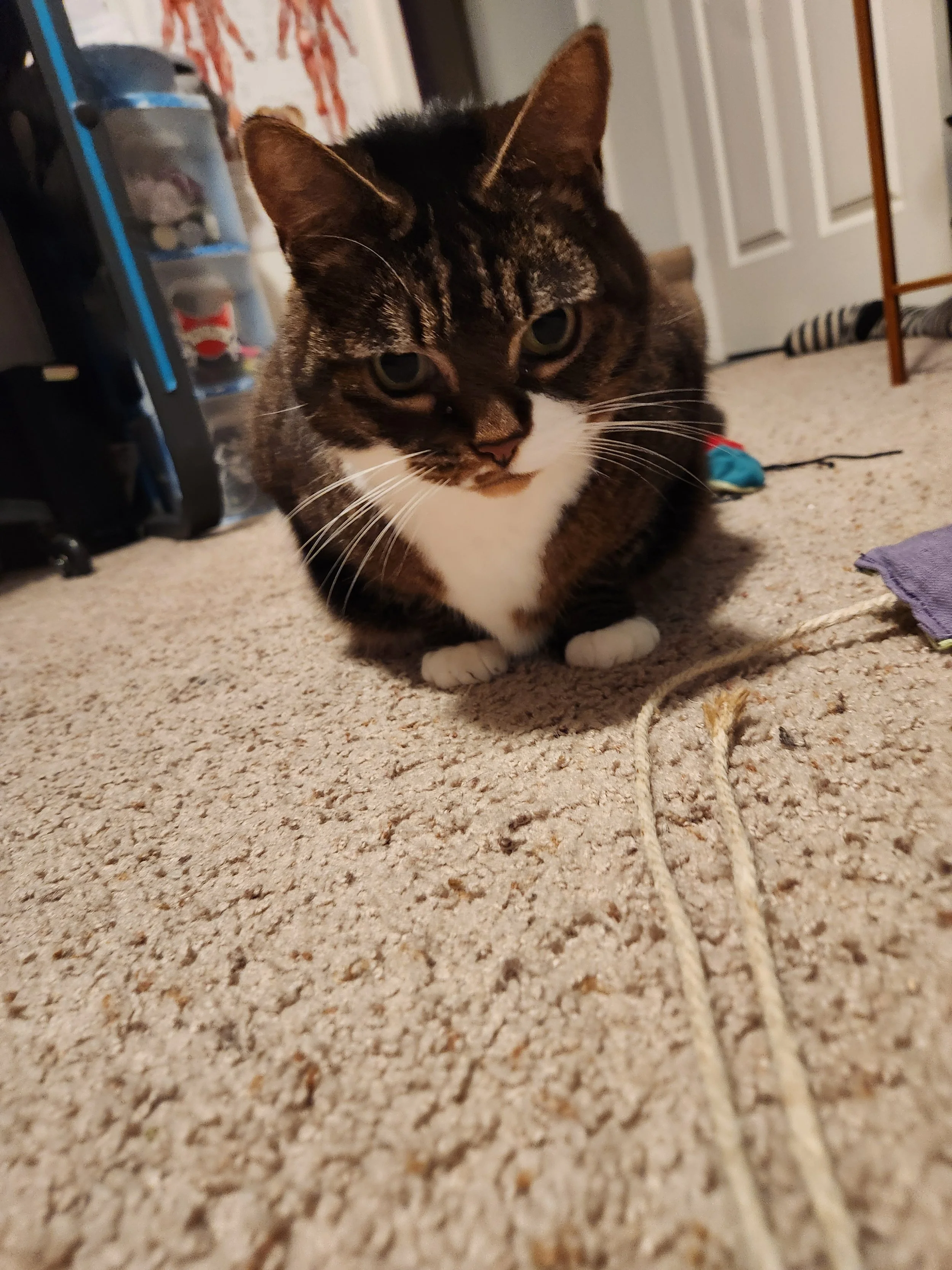 A tabby cat lying on a beige carpeted floor in a room, with some toys and household items nearby.