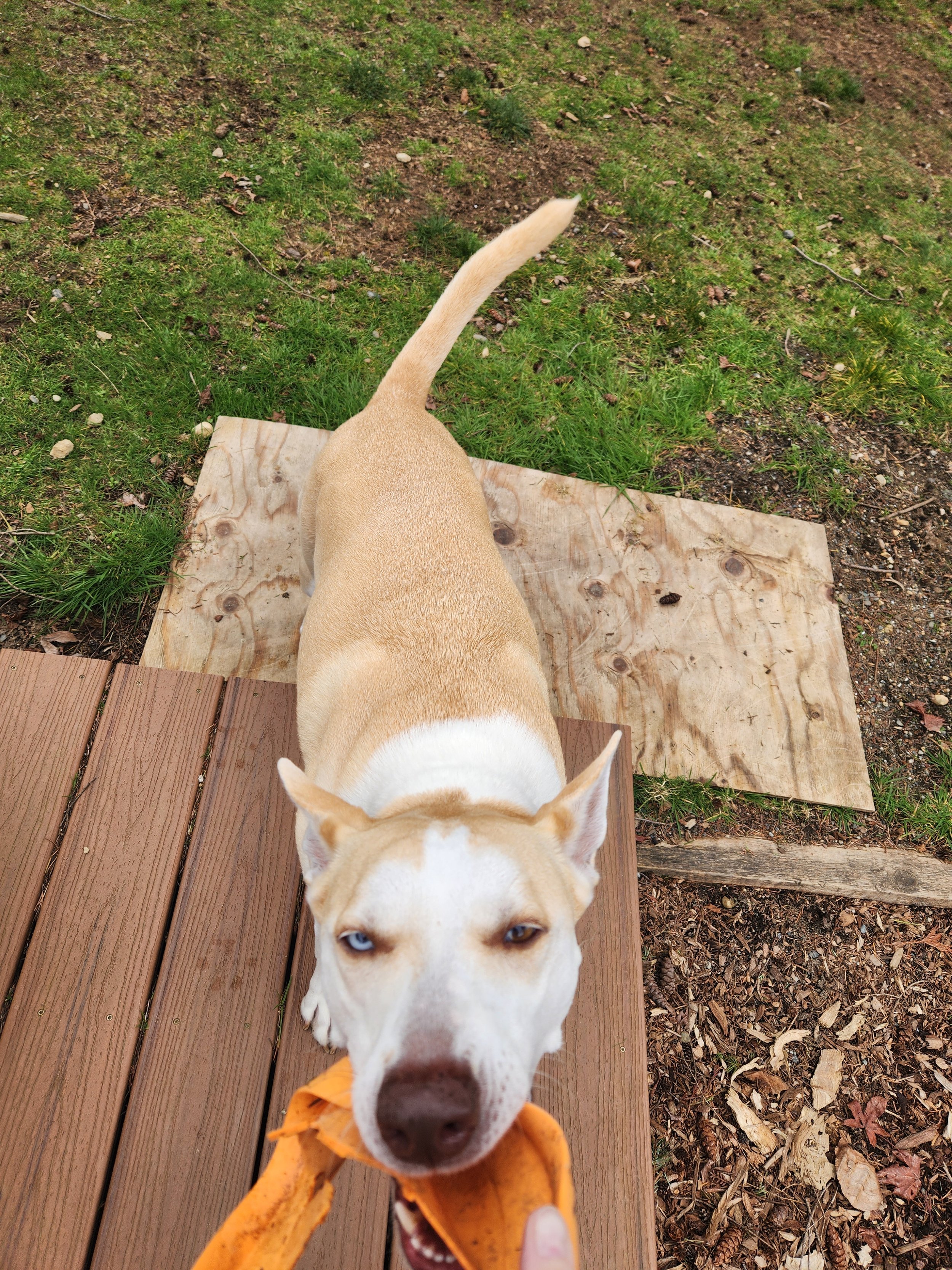 A tan and white dog with blue eyes is tugging on an orange toy. The photo is taken from above, showing the dog's back, head, and part of the toy held by a person. The dog is standing on a wooden platform with grass, dirt, and fallen leaves around.