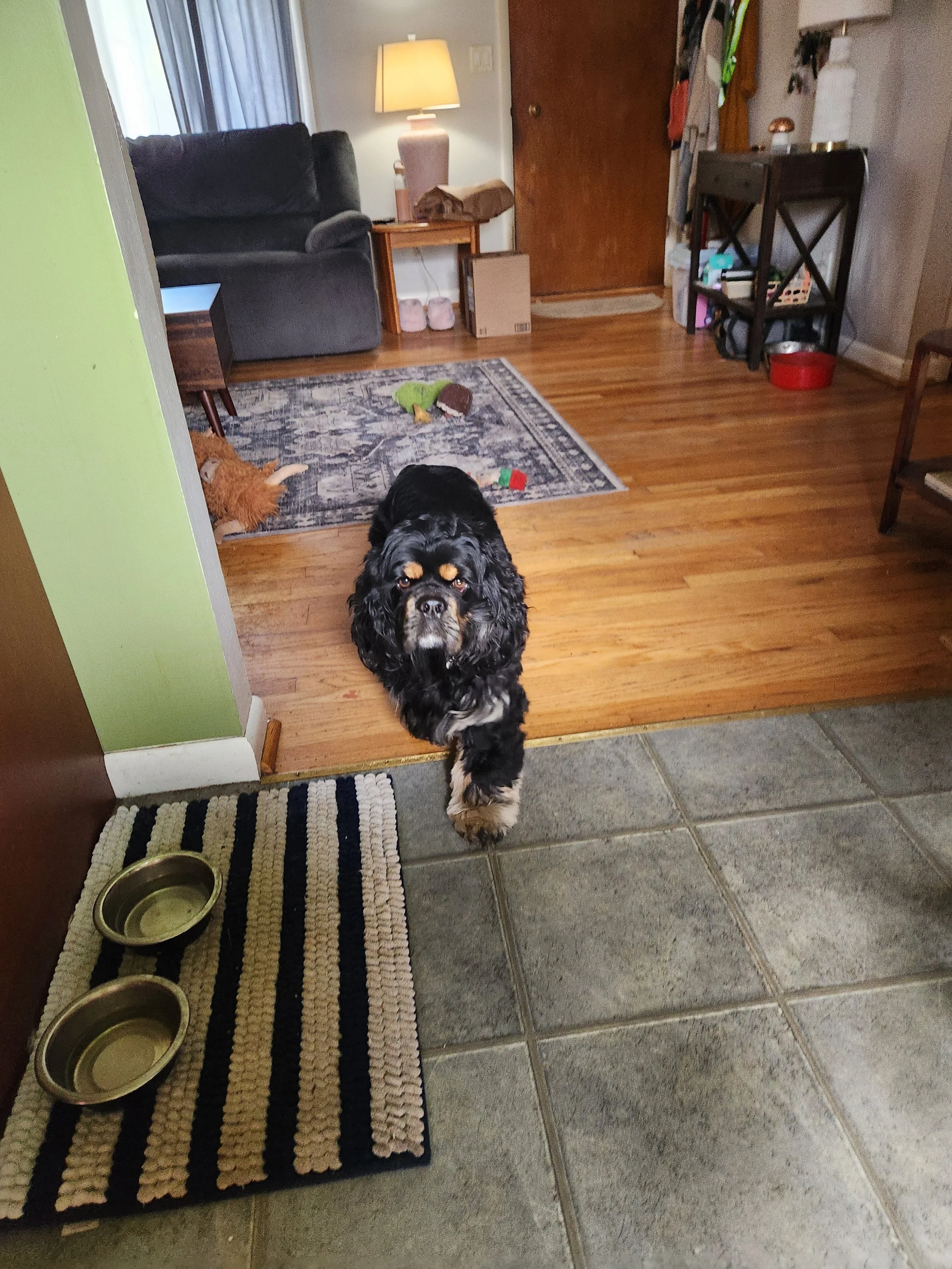 A small dog with long black and white fur standing in the doorway of a living room.