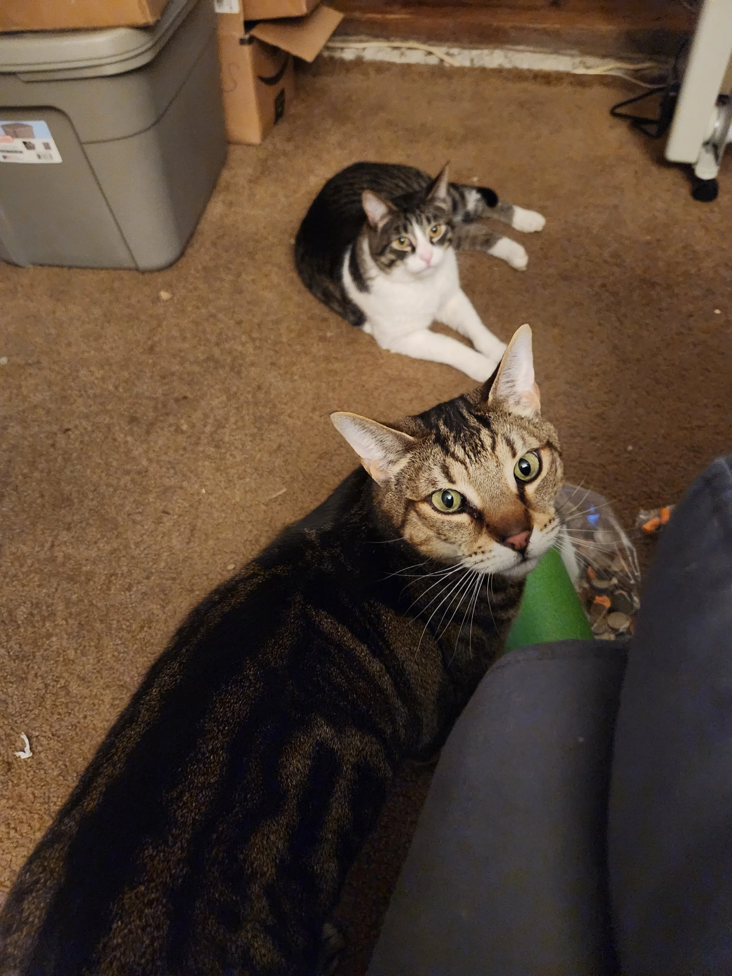 Two cats on a brown carpeted floor, one in the foreground with a striped tabby pattern and the other in the background with a white and tabby coat, looking up at the camera.