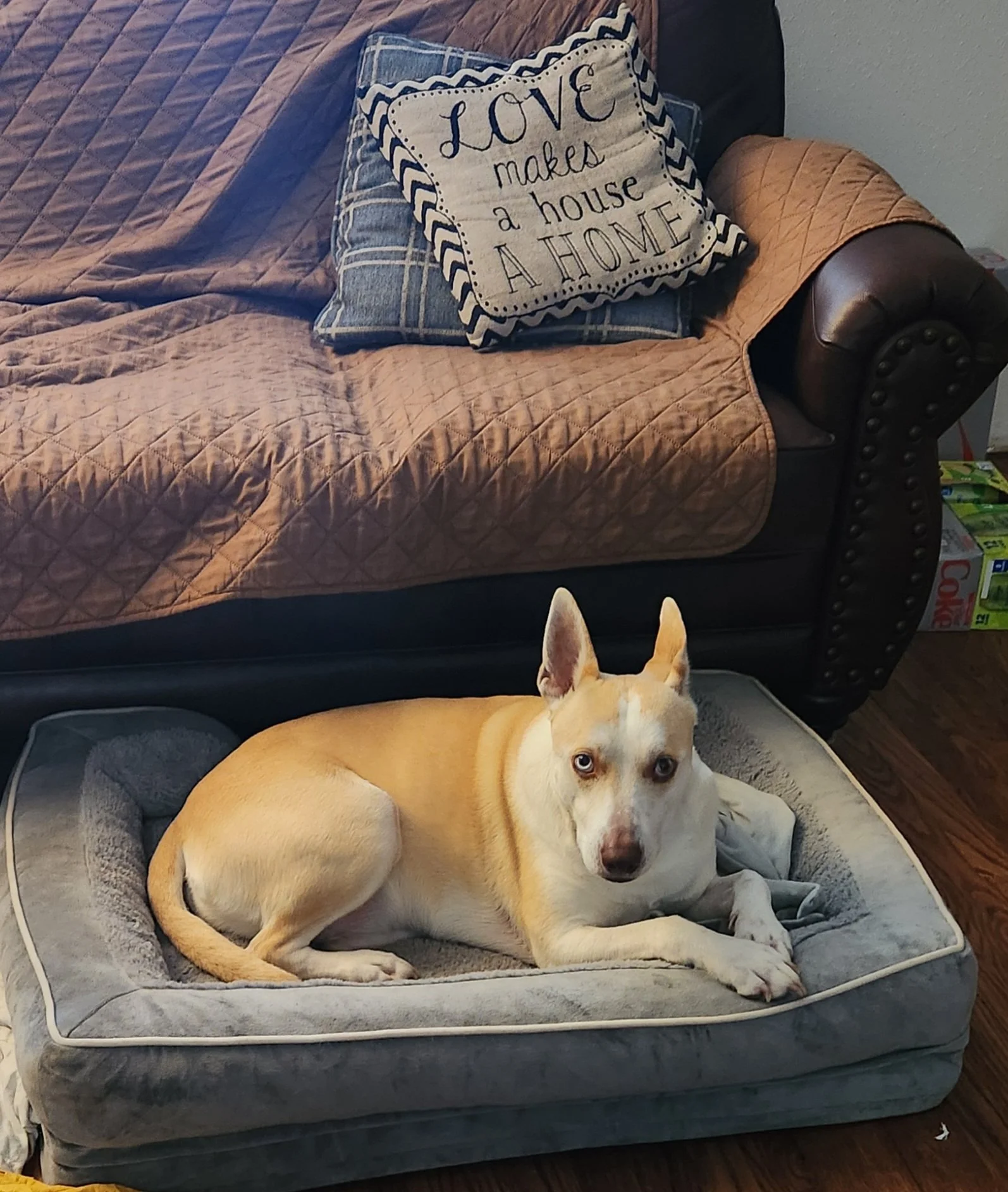 A dog with white and tan fur lying on a dog bed, looking at the camera. Behind the dog, there is a couch with a quilted cover and decorative pillows, including one with the text "Love makes a house a home."