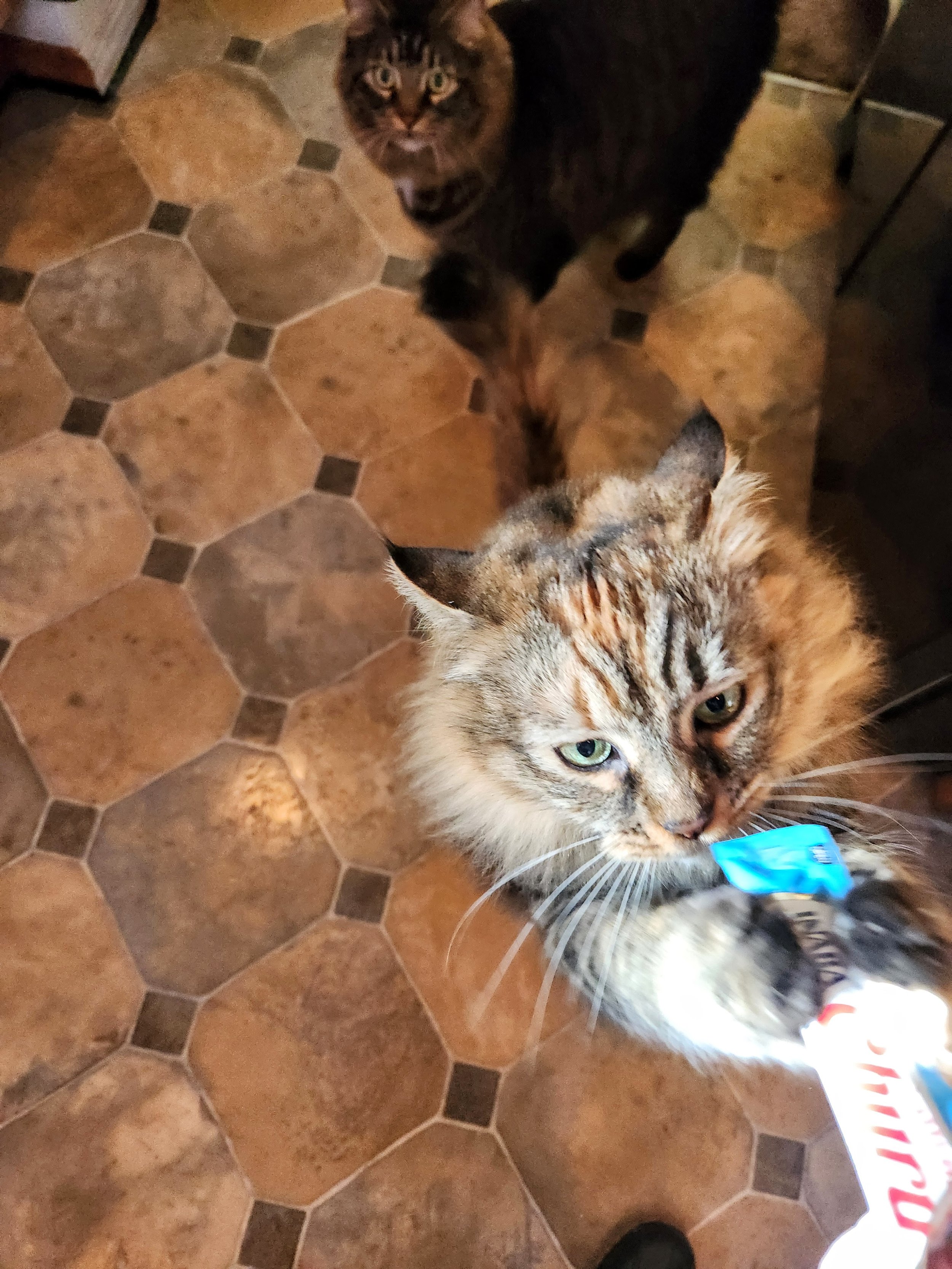 A tabby cat with green eyes looking up at a person holding a bag of popcorn.