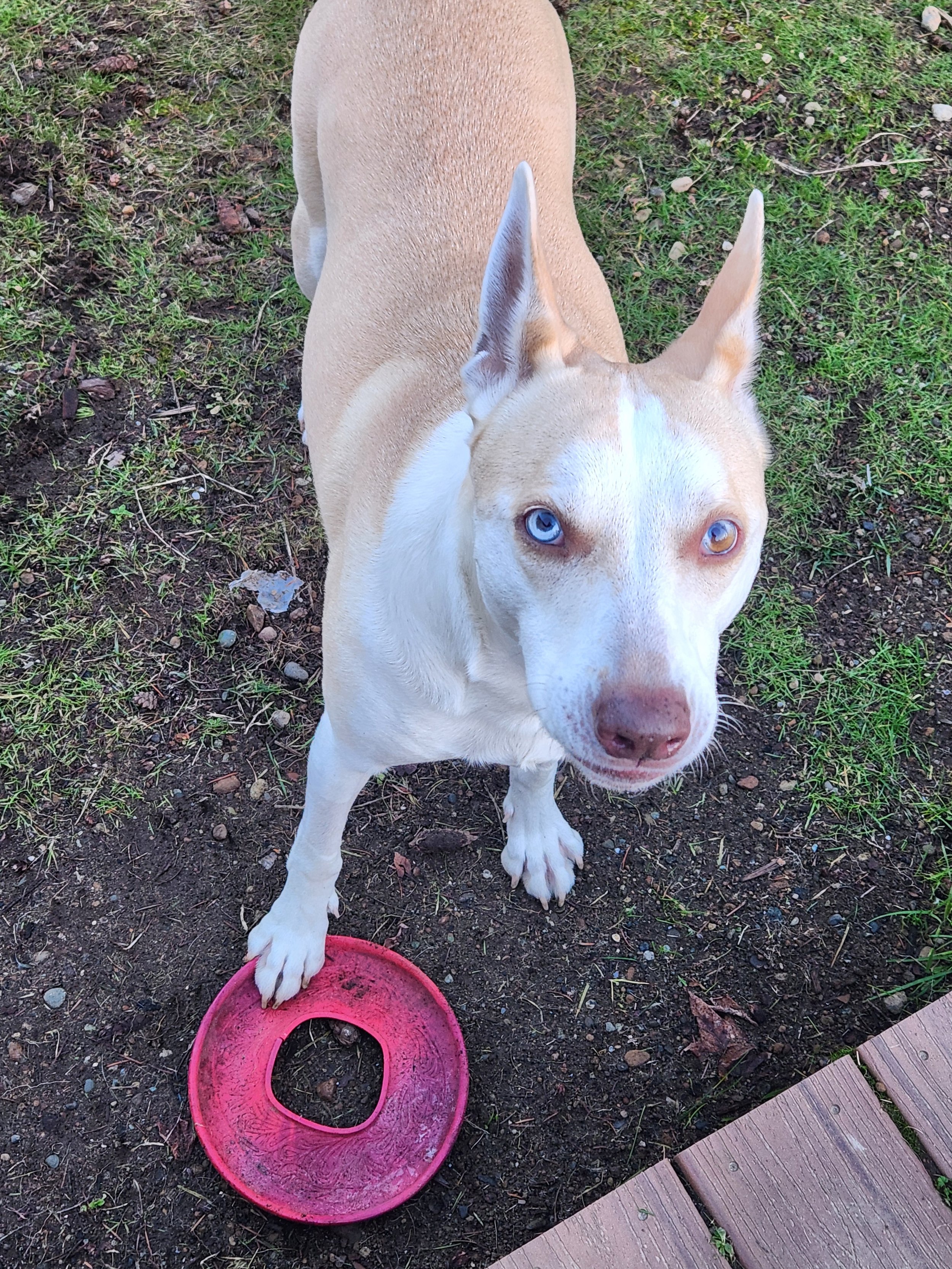 A tan and white dog with blue eyes standing outdoors on dirt with grass, near a pink frisbee with a hole in the center and a wooden deck.