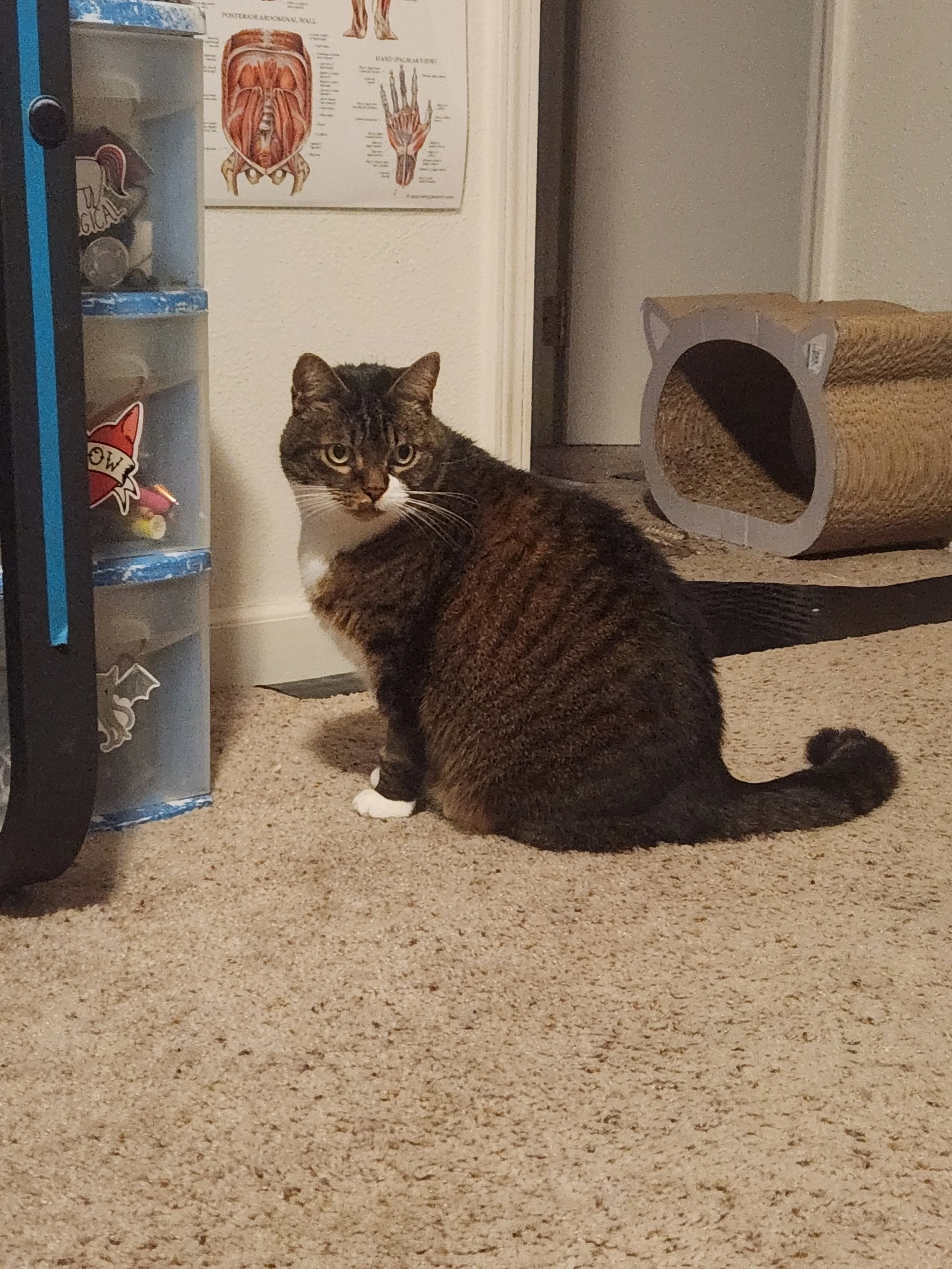 Two cats on a beige carpet in a room. One tabby cat with white paws looking at the camera, and the back of a darker tabby cat facing away.