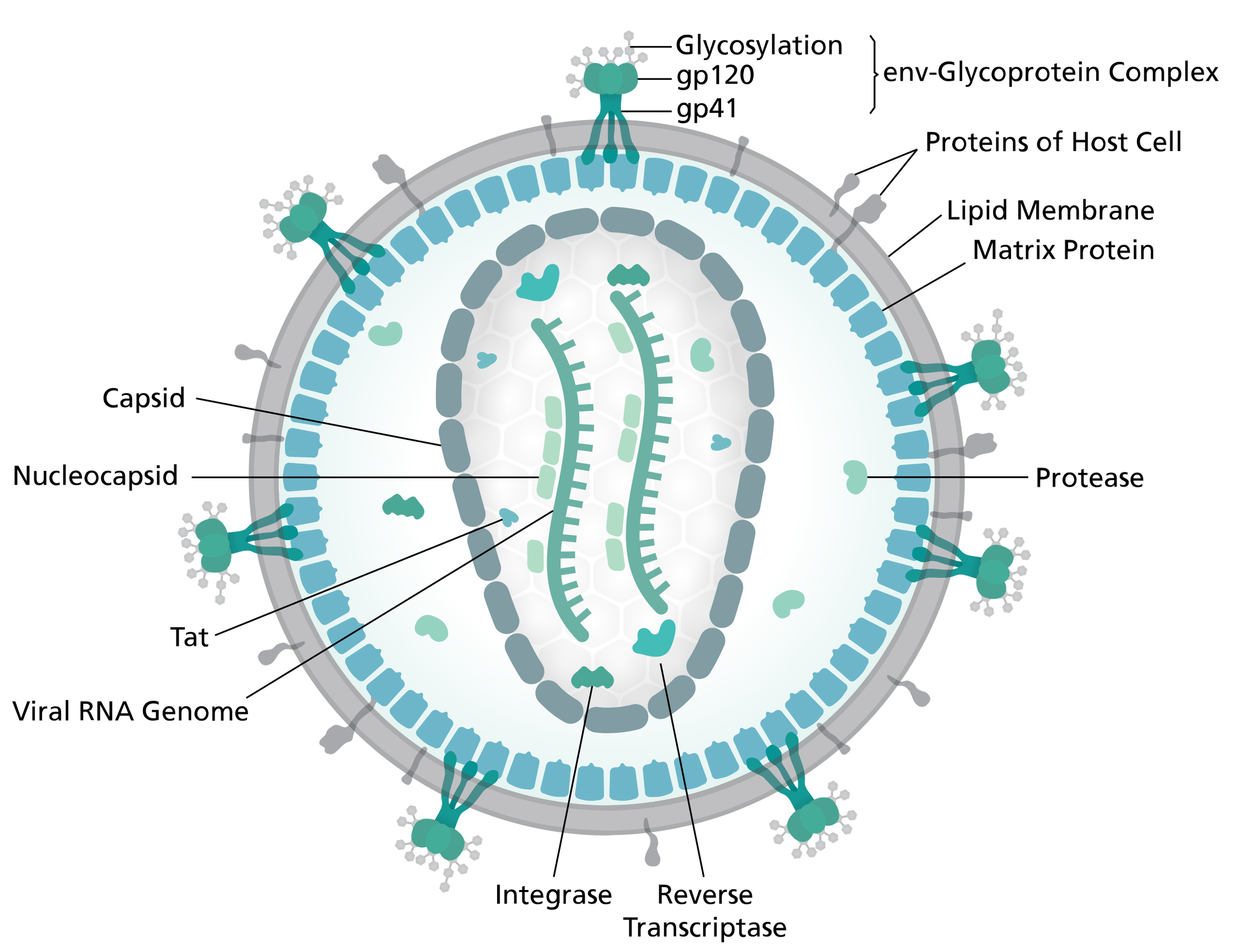 Packaging lentivirus