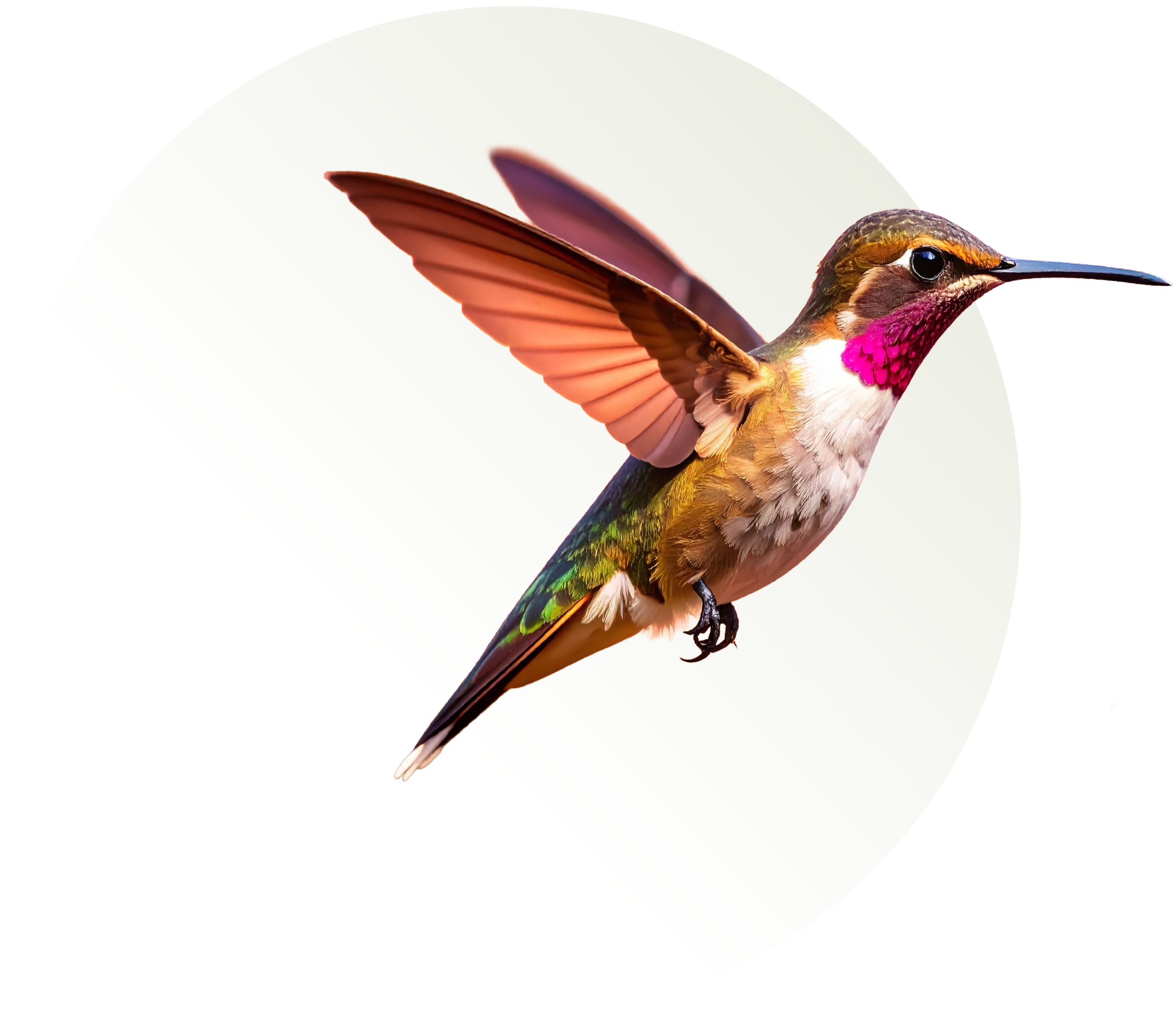 Colorful hummingbird with pink throat and brown wings flying against a white background.