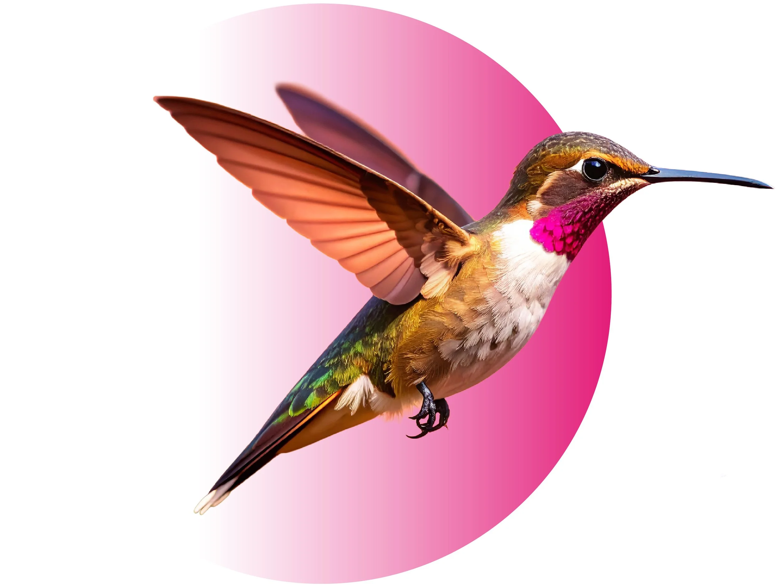A digitally edited hummingbird with colorful feathers and pink throat markings, flying against a pink and white background.