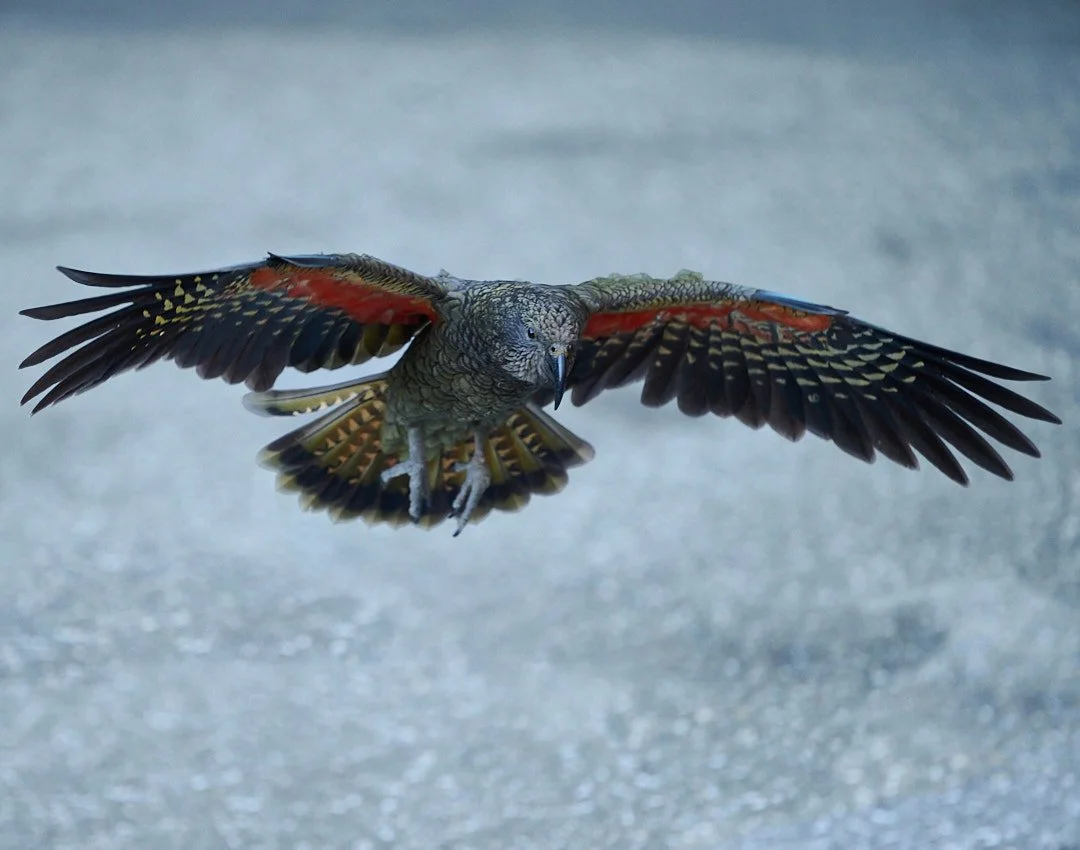 What’s the difference between a kākā and a kea?