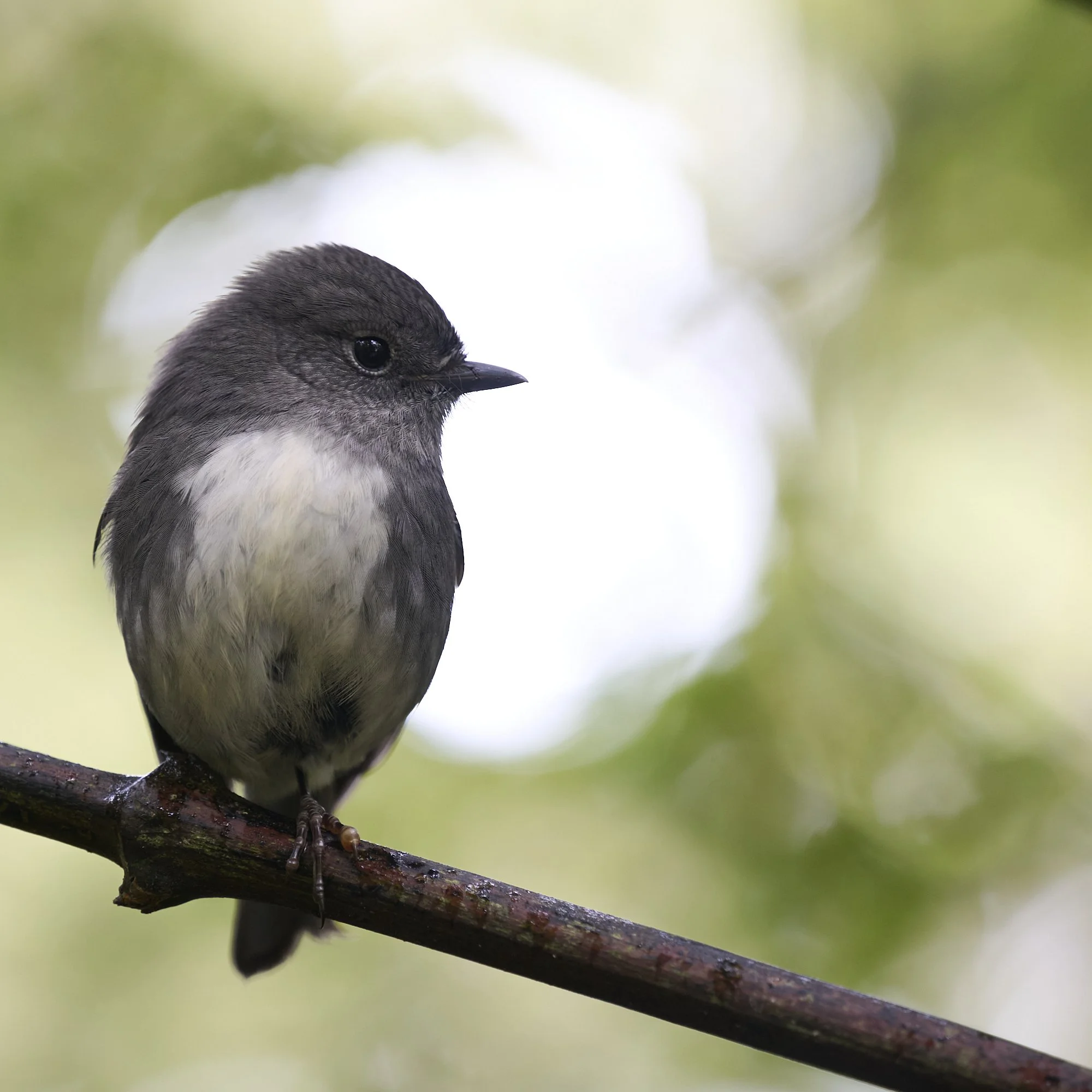 The small and friendly South Island Robin, Ulva Island