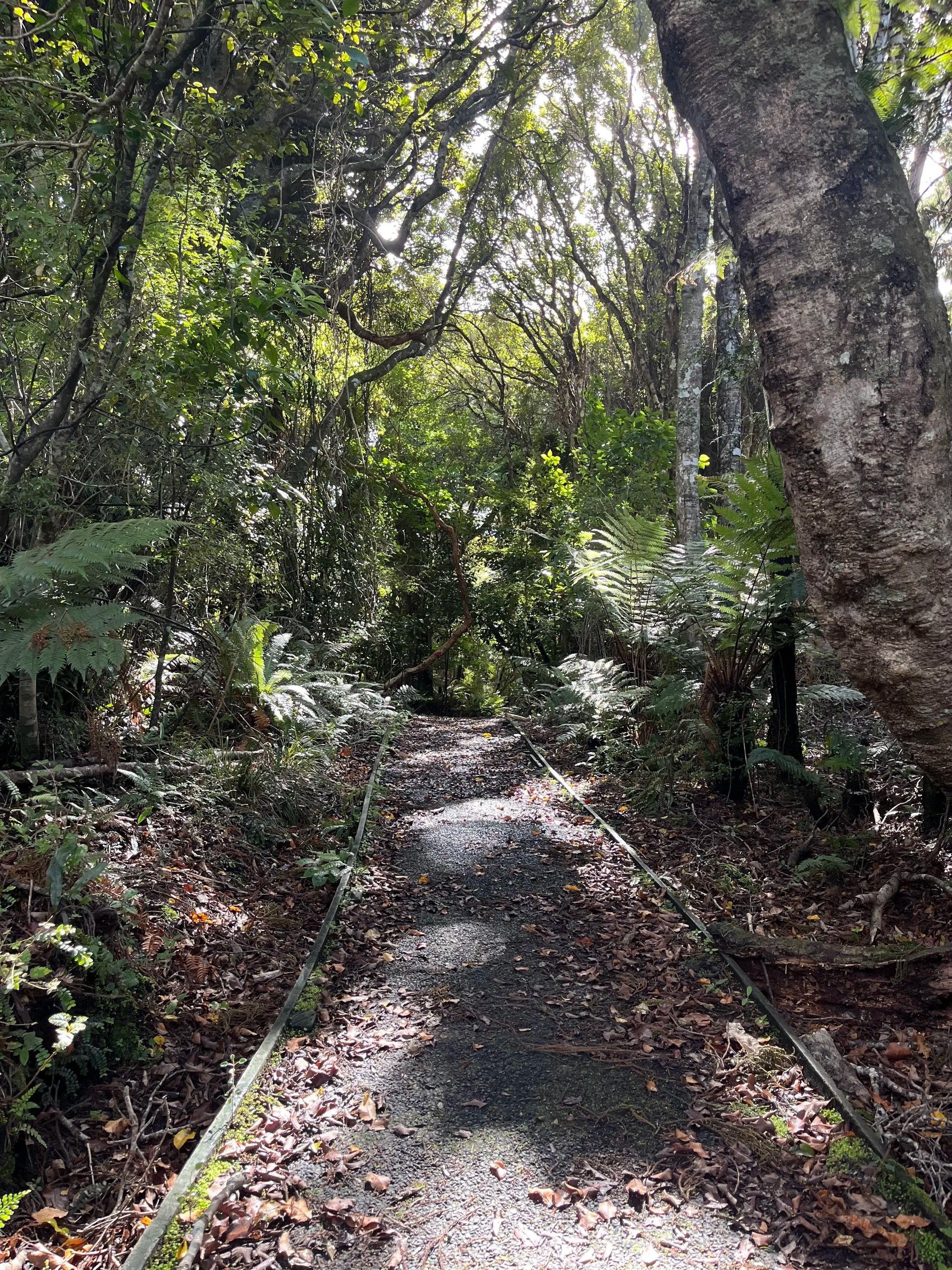 Island wellbeing - the benefit of forest bathing