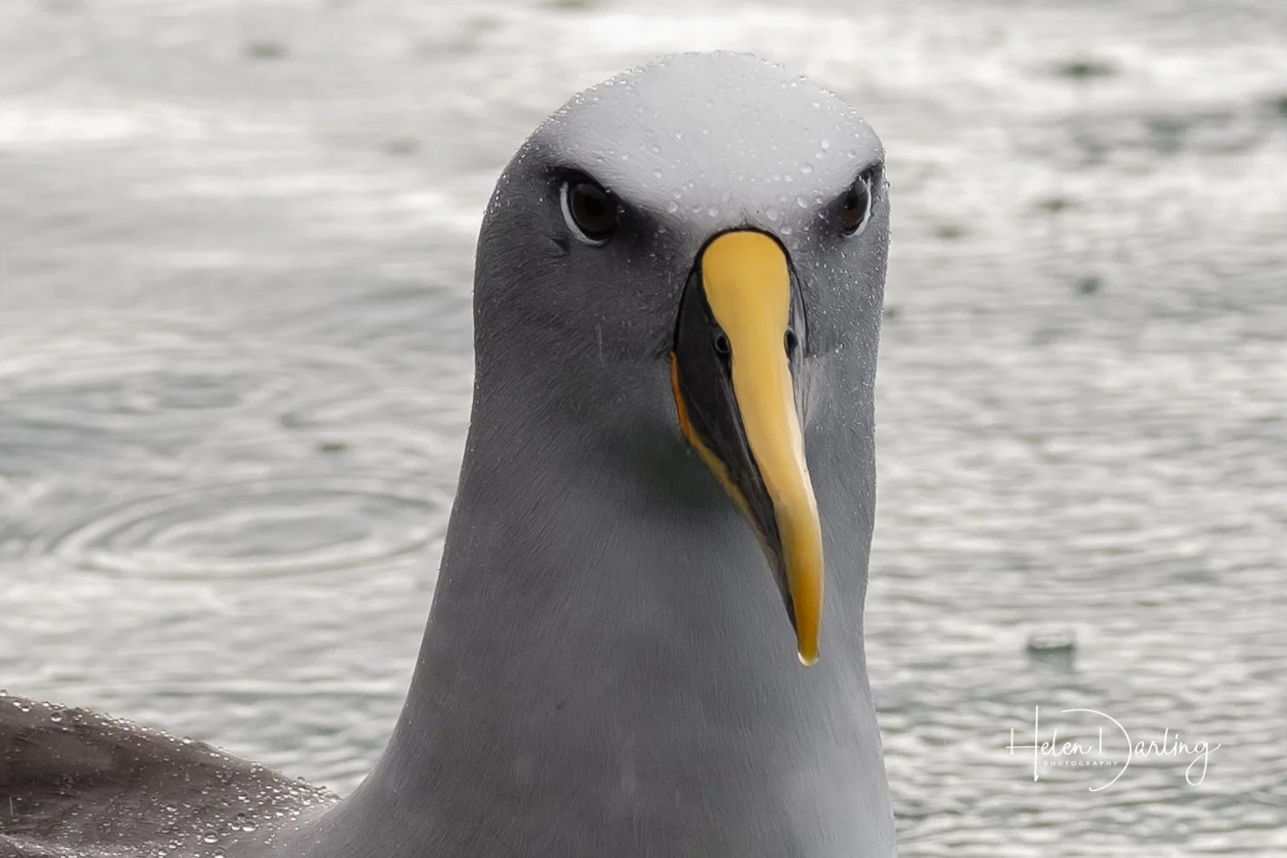 Where can I see albatross?