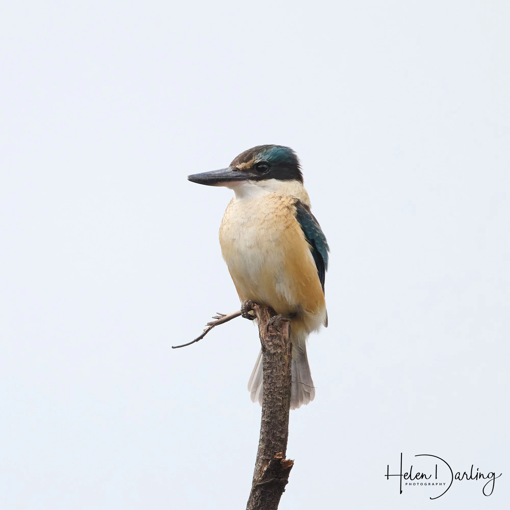Birdwatching and brain health