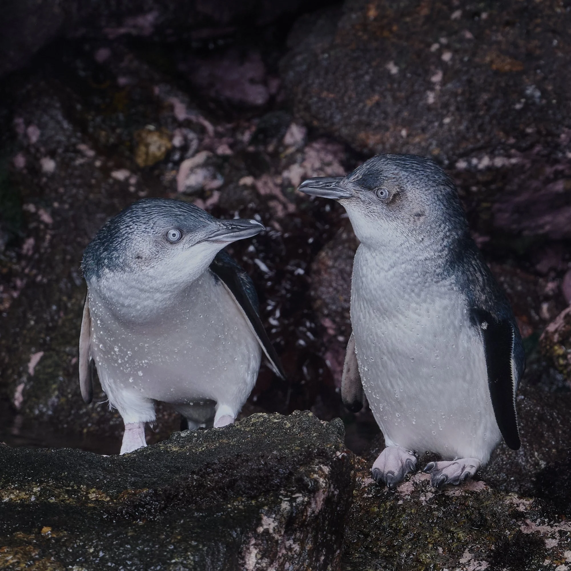 Two Little Blue Penguins