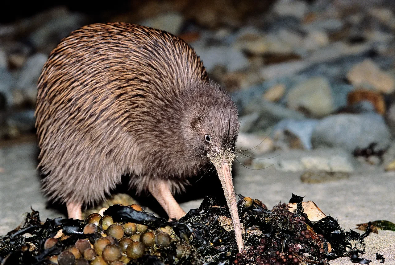 A Stewart Island brown kiwi