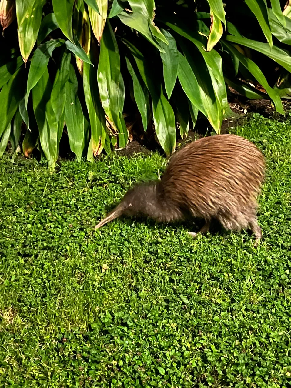 A kiwi feeding