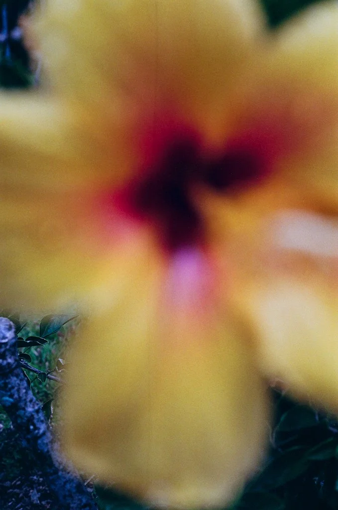 hawaiianflowers-4.jpg
