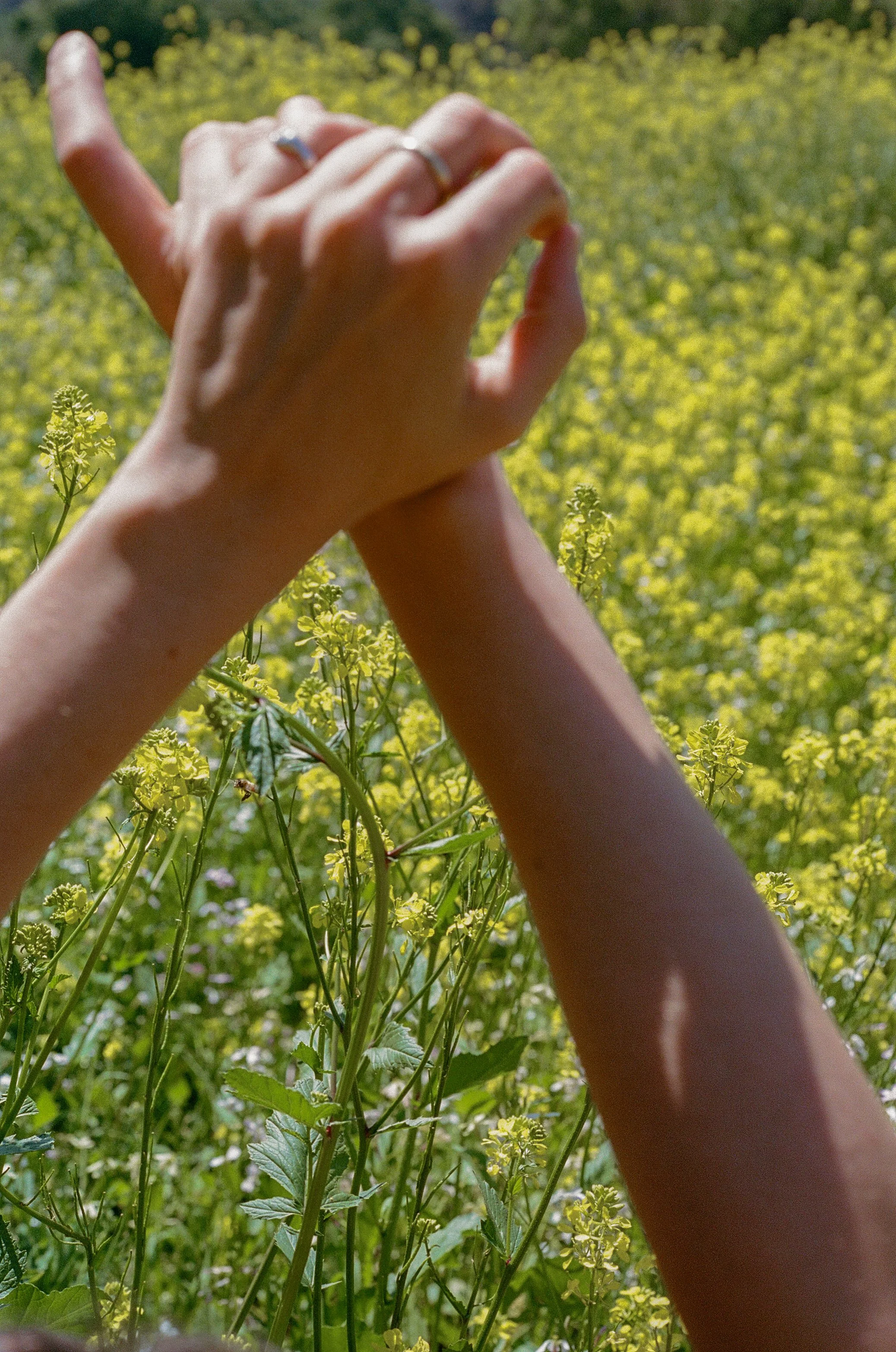 wildflowerpower-05.jpg