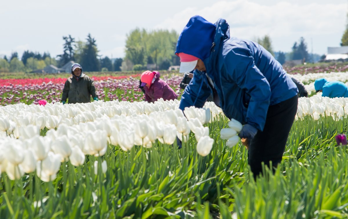Agriculture skagit county.jpg