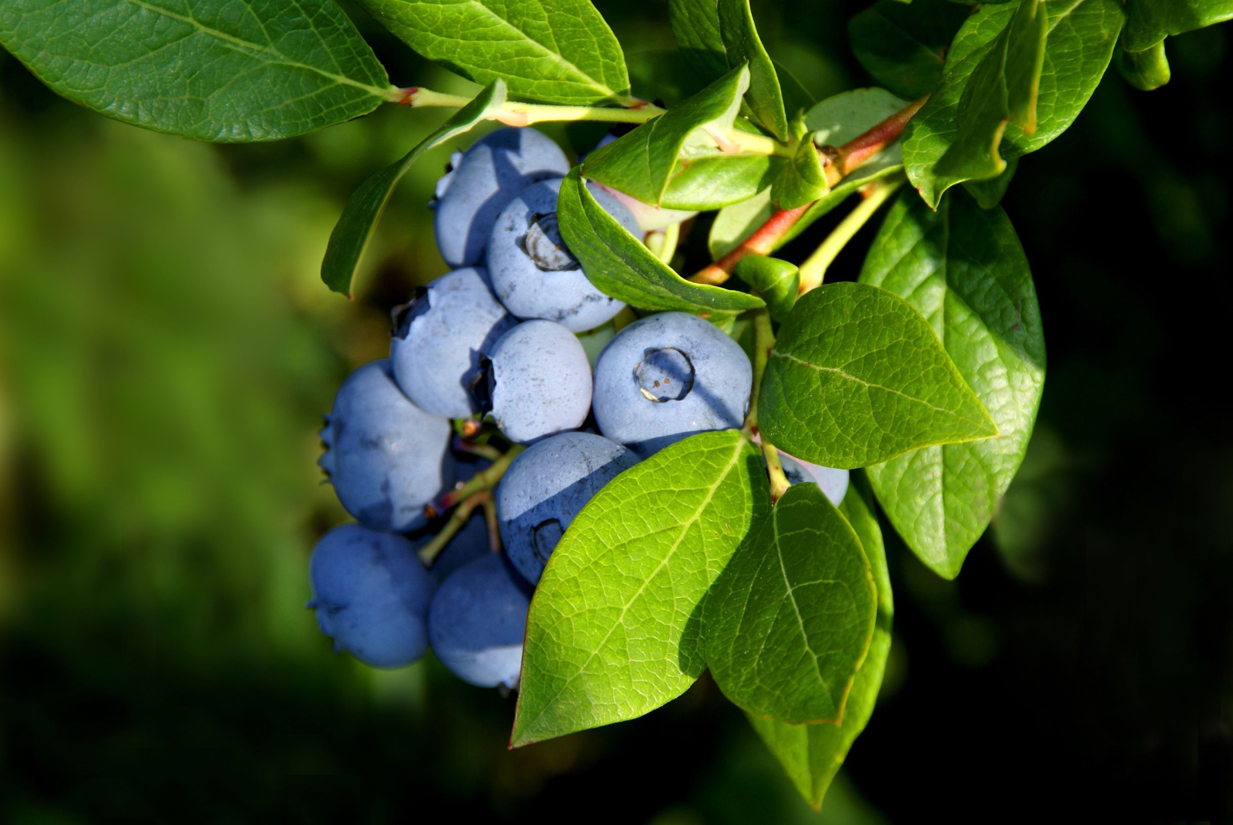 blueberry.jpg
